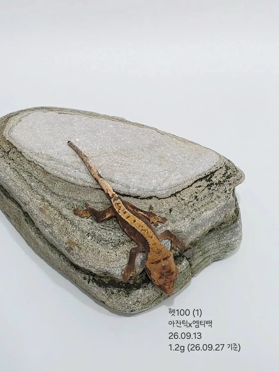 상품 이미지 2