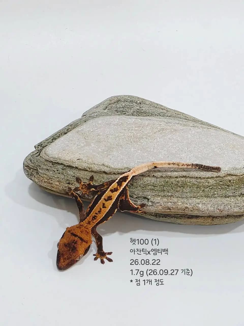 상품 이미지 2
