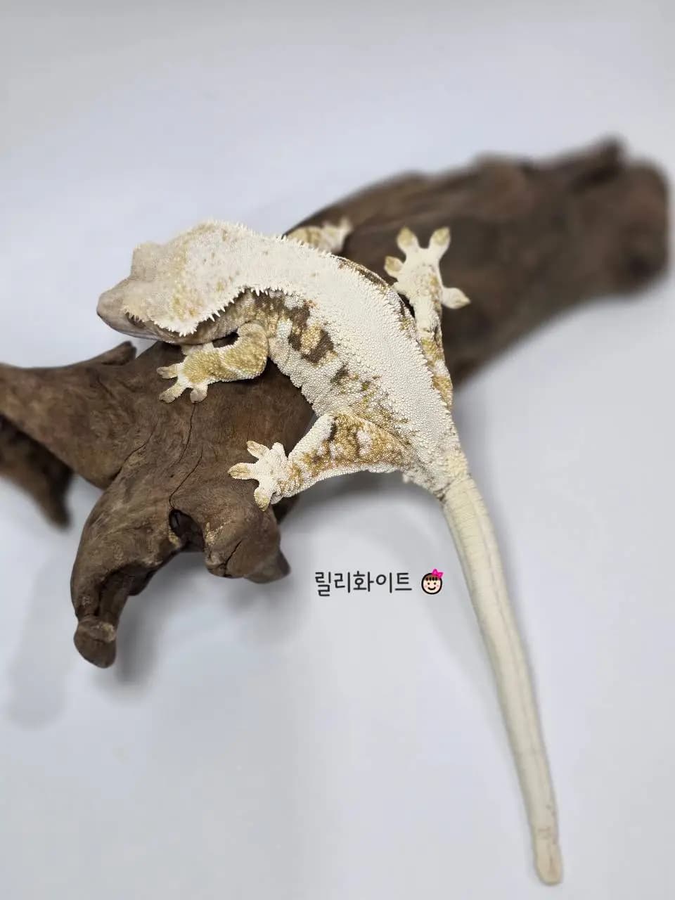 모 개체