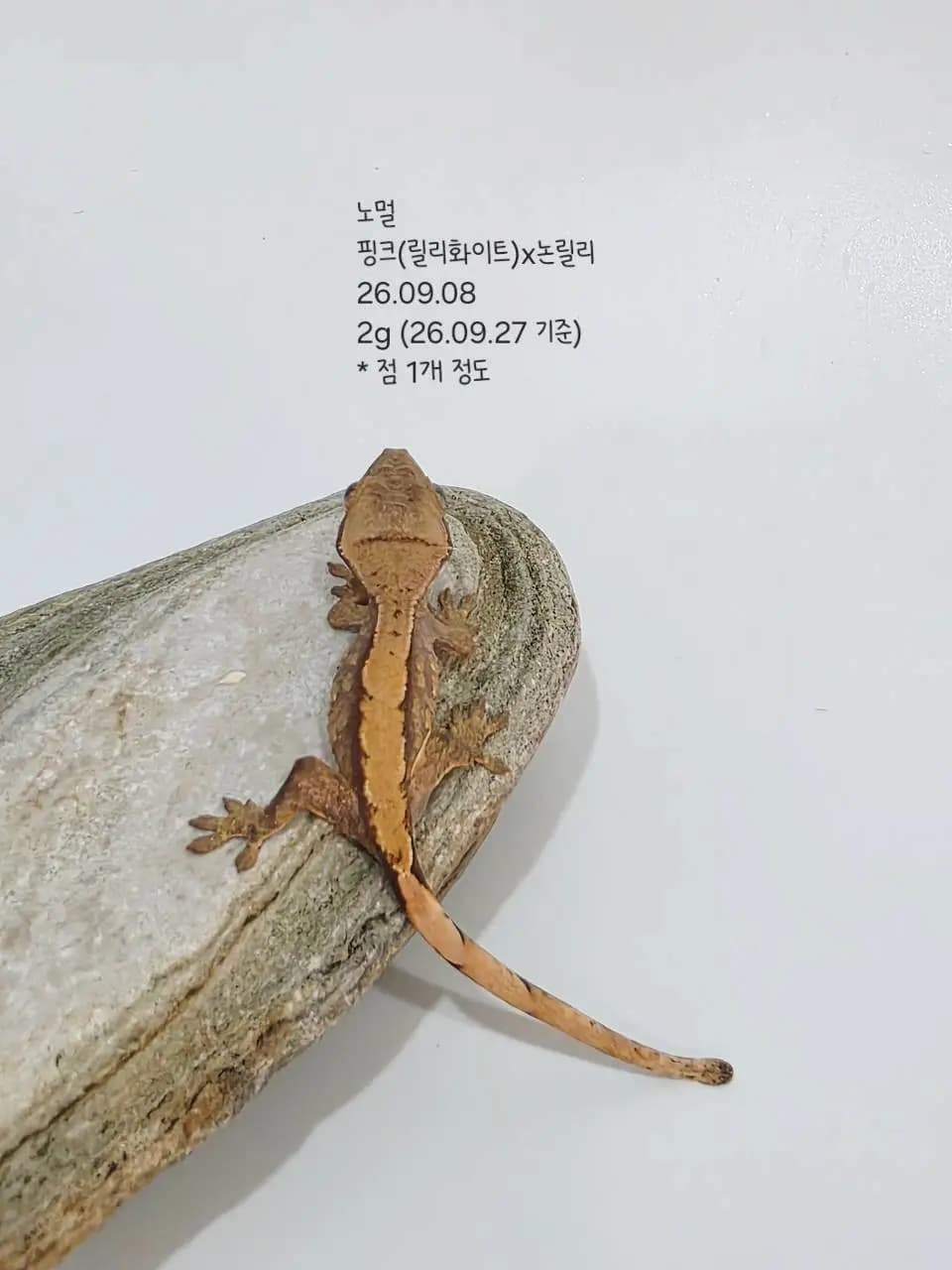 상품 이미지 1