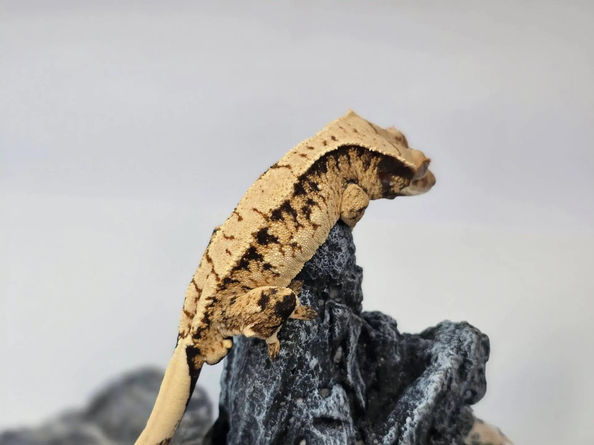 상품 이미지 5