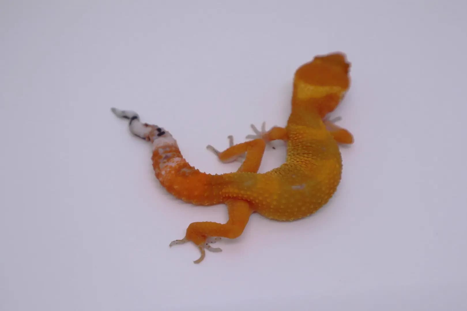 상품 이미지 2