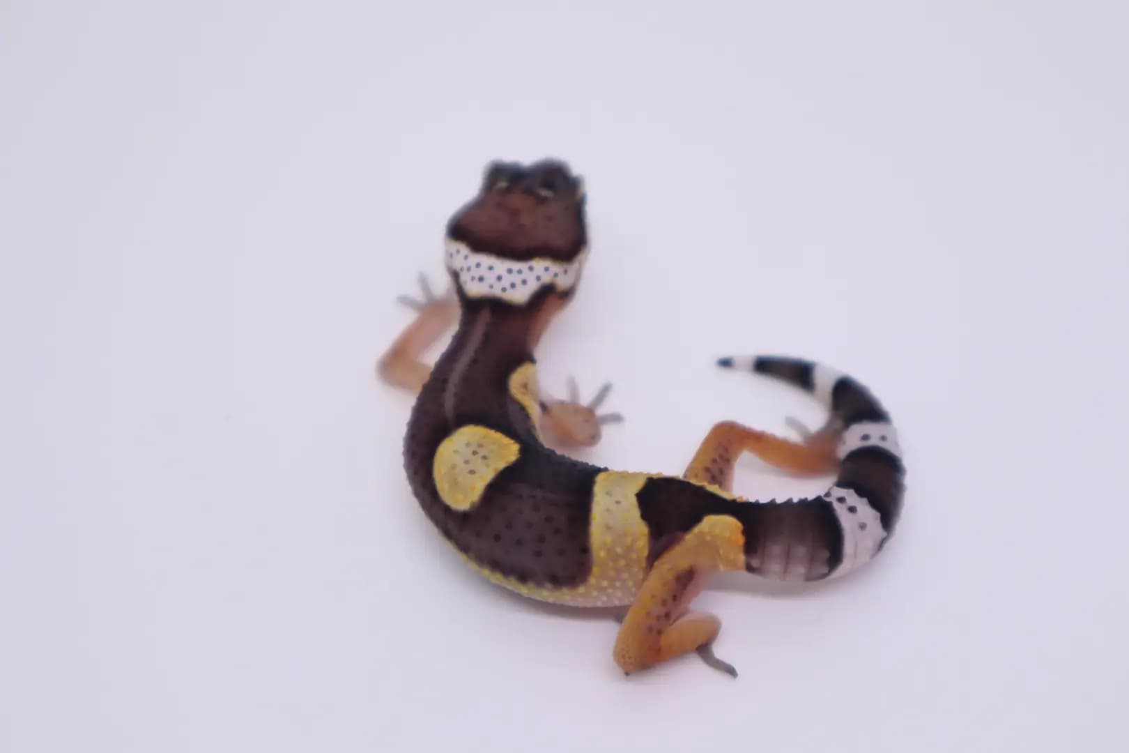 상품 이미지 2