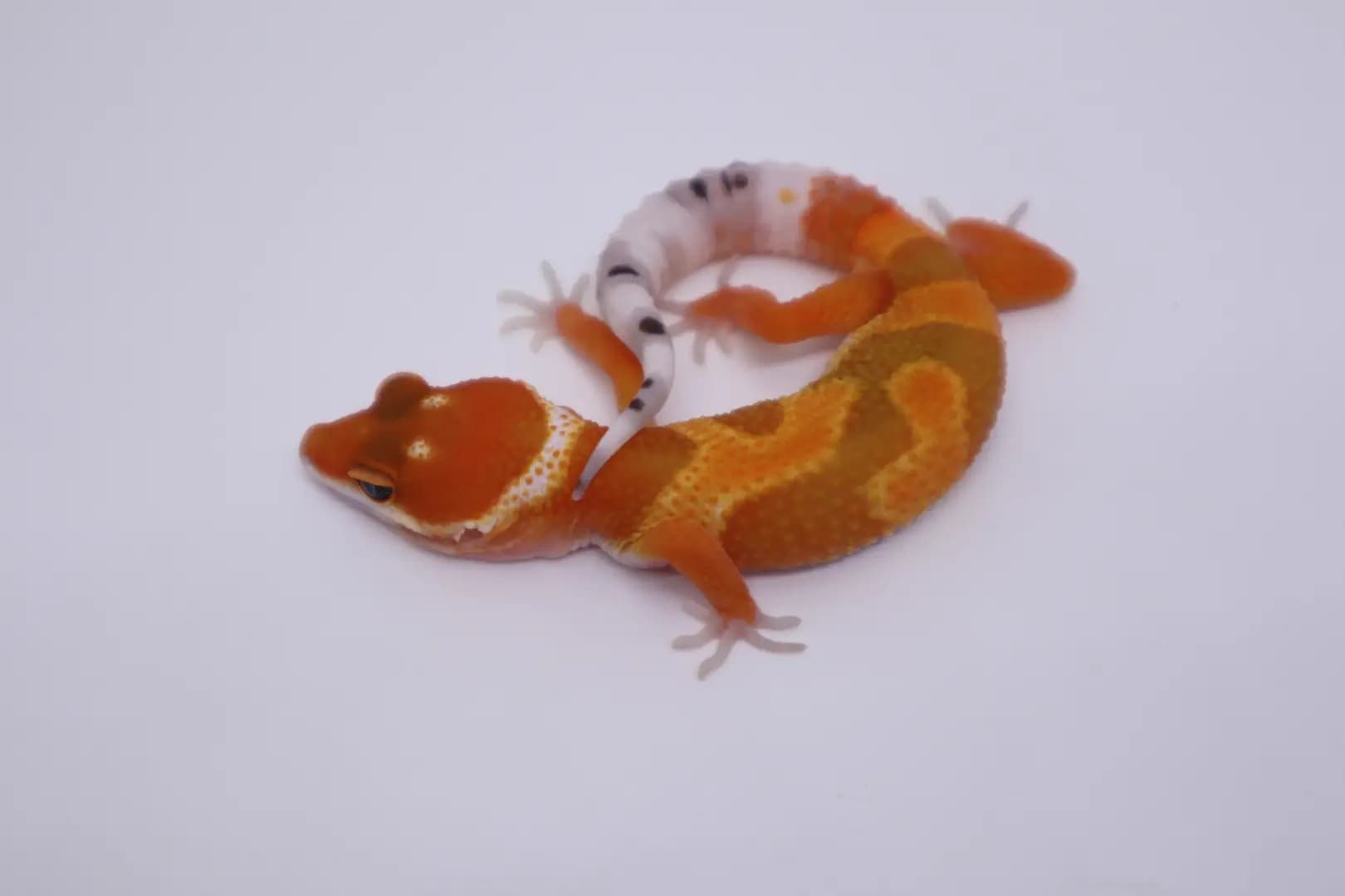상품 이미지 2