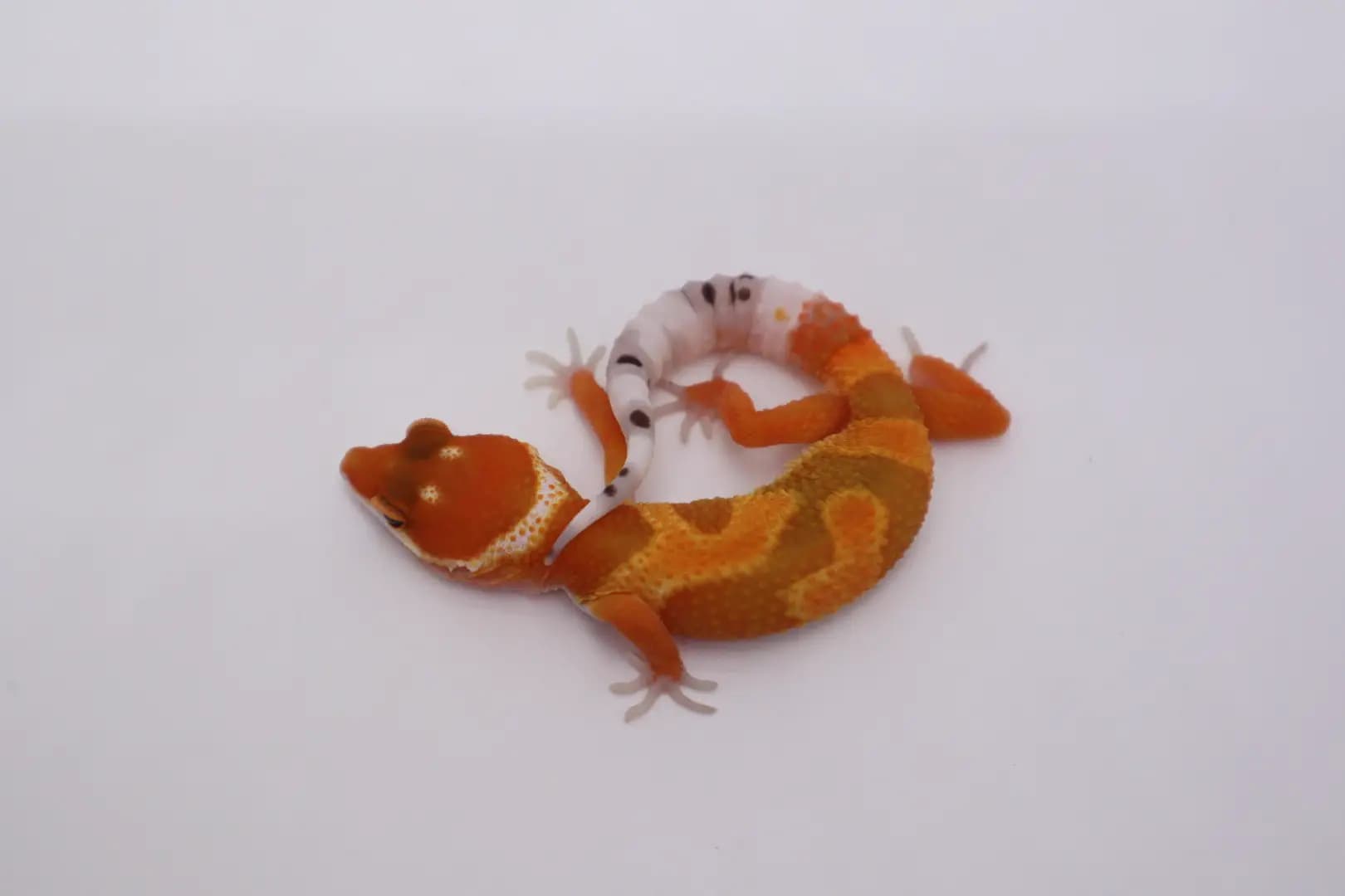 상품 이미지 1