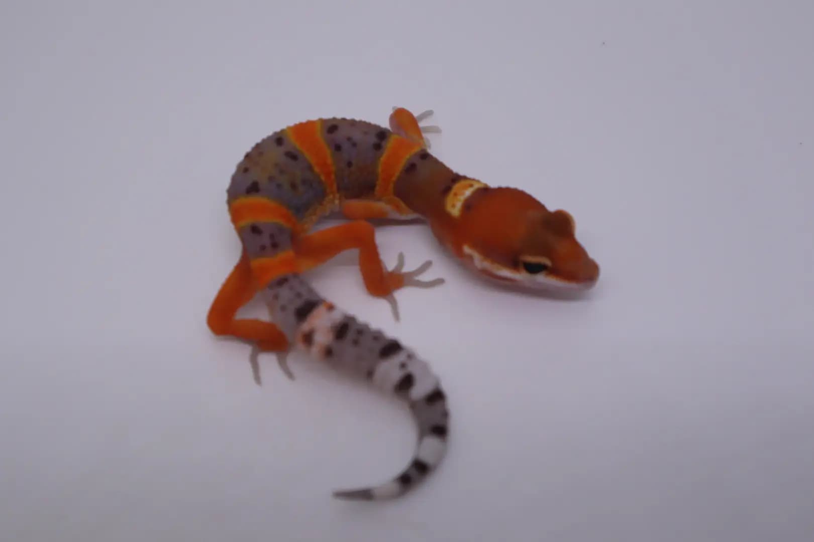 상품 이미지 1