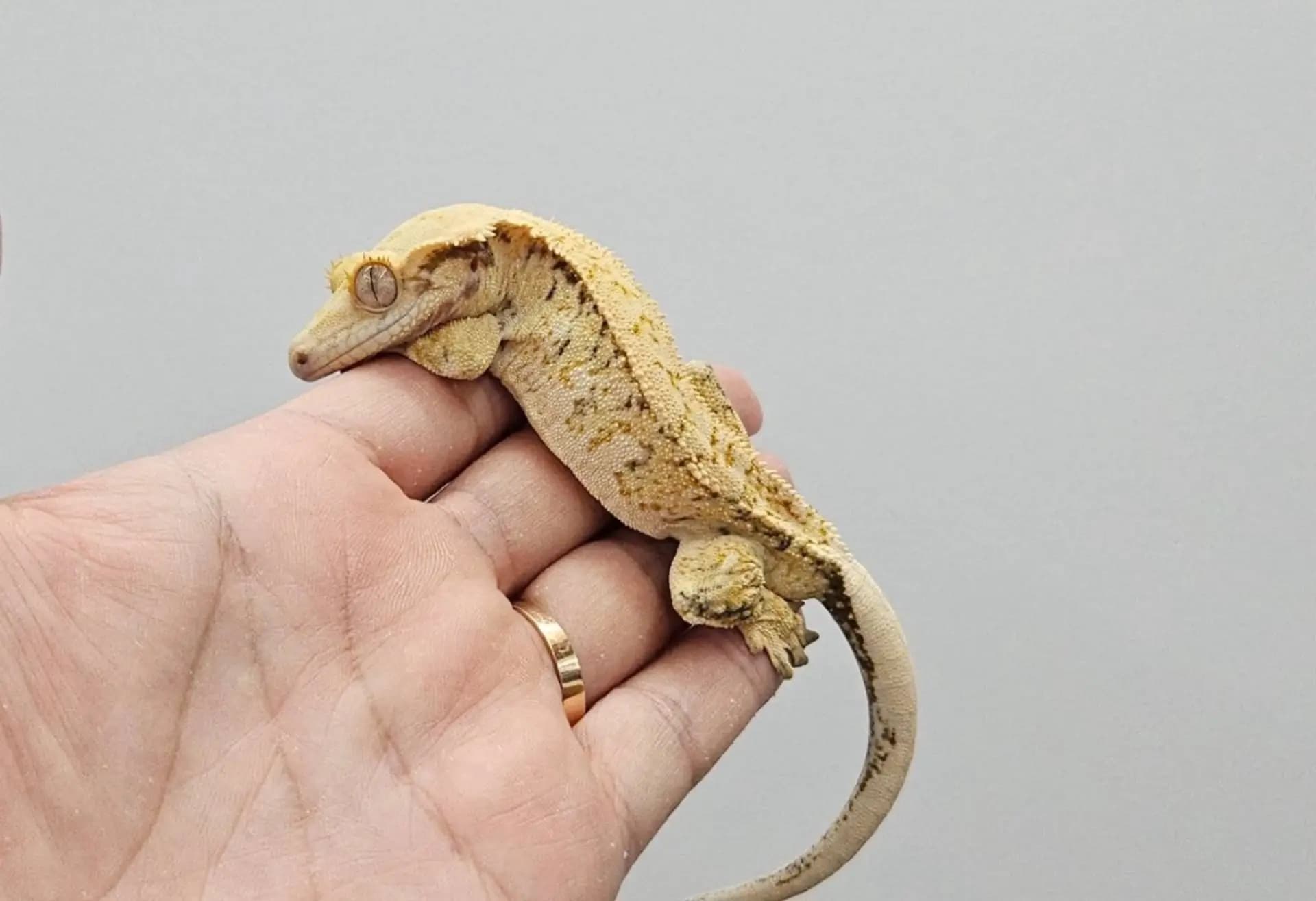 부 개체