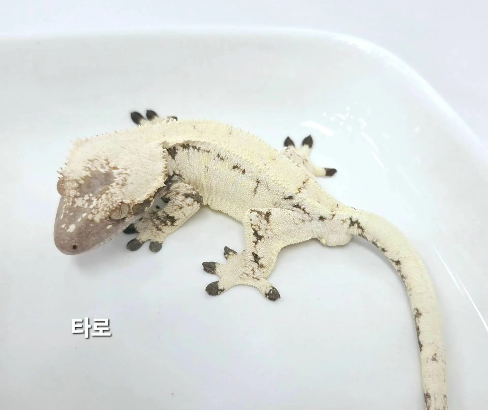 상품 이미지 2