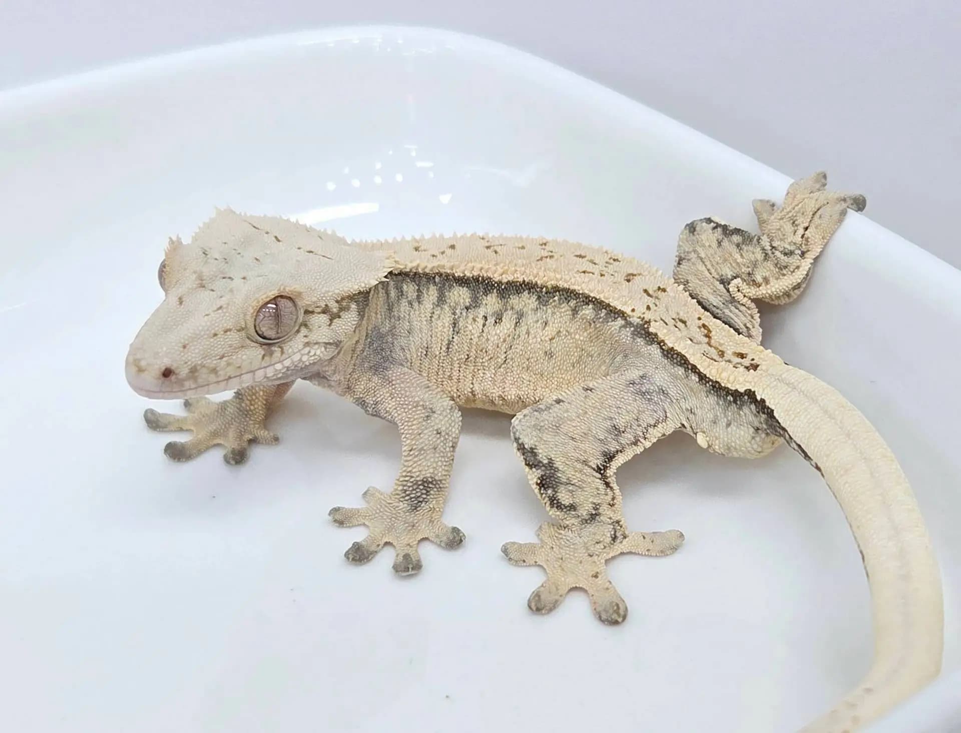 상품 이미지 5