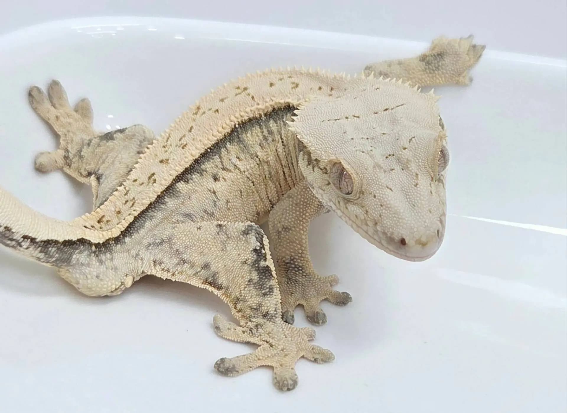 상품 이미지 1
