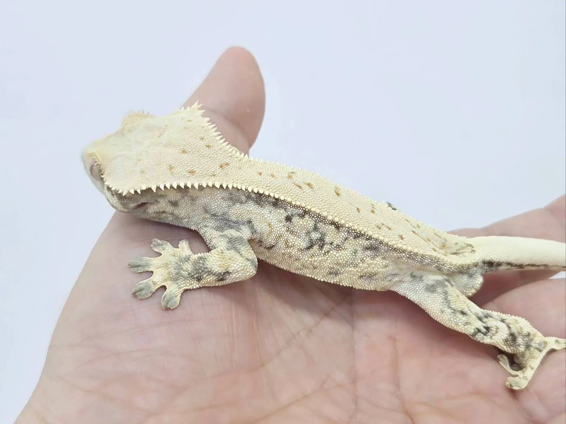 상품 이미지 3