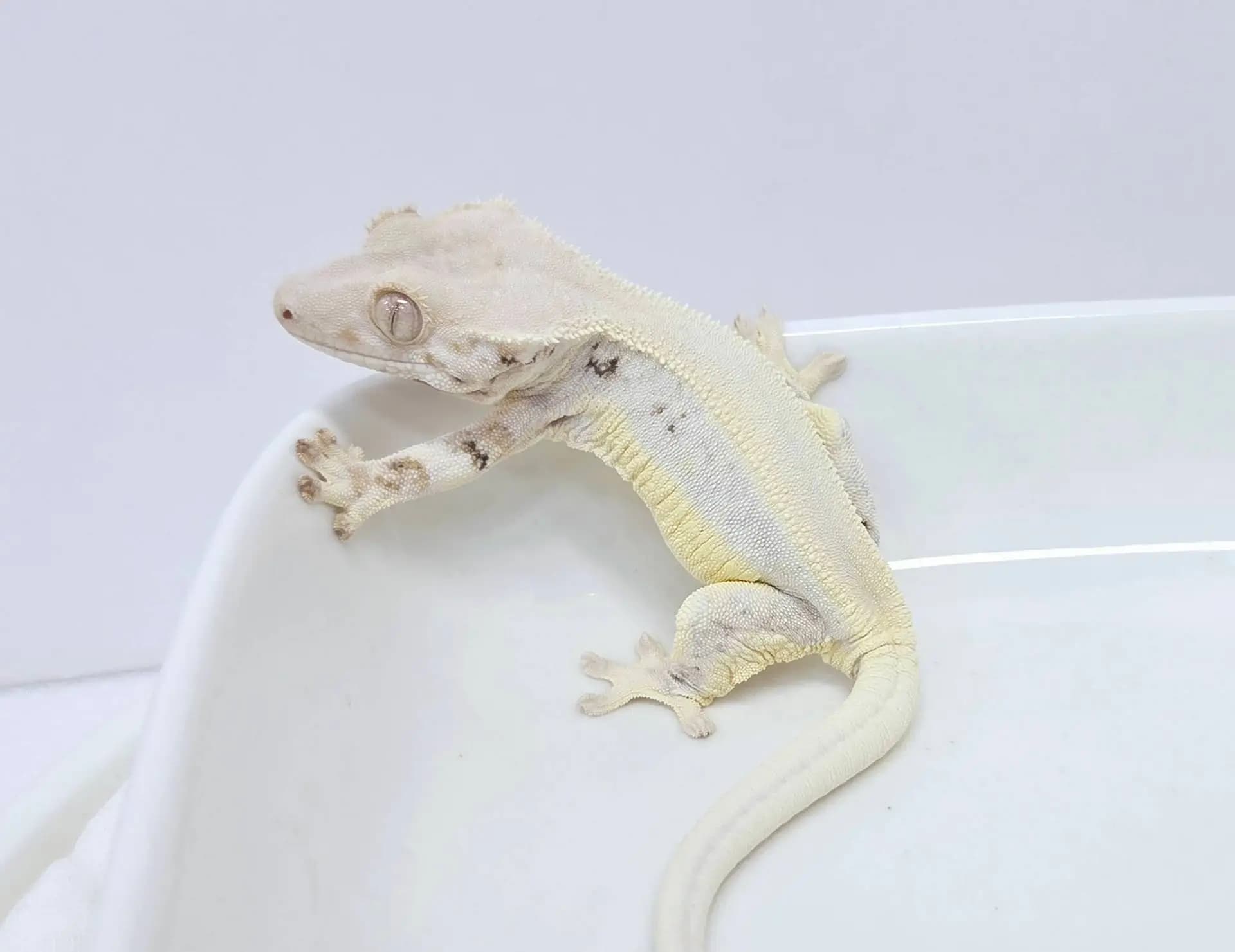 상품 이미지 7