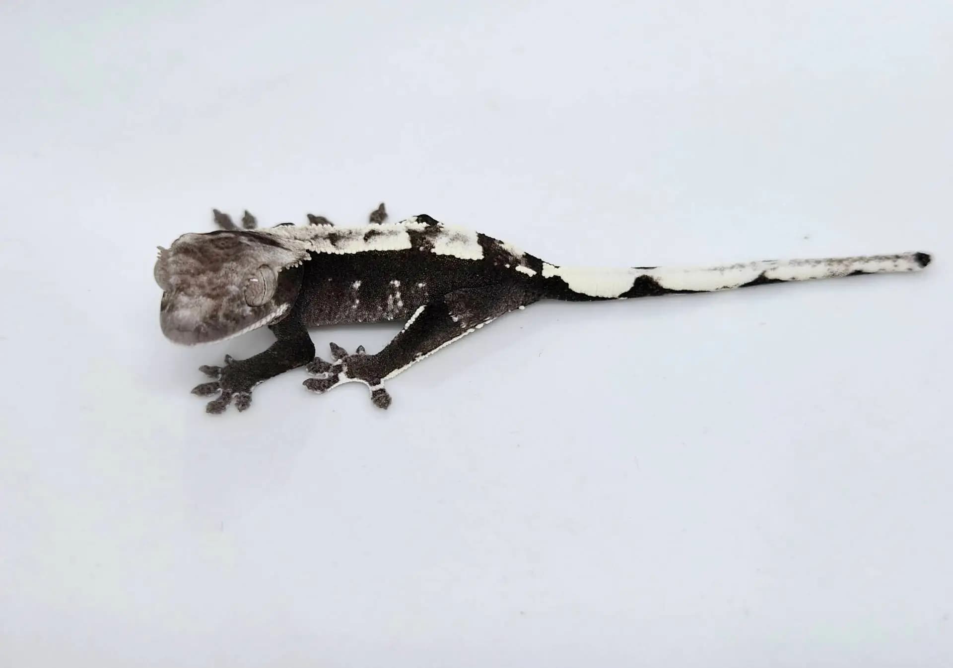 상품 이미지 1
