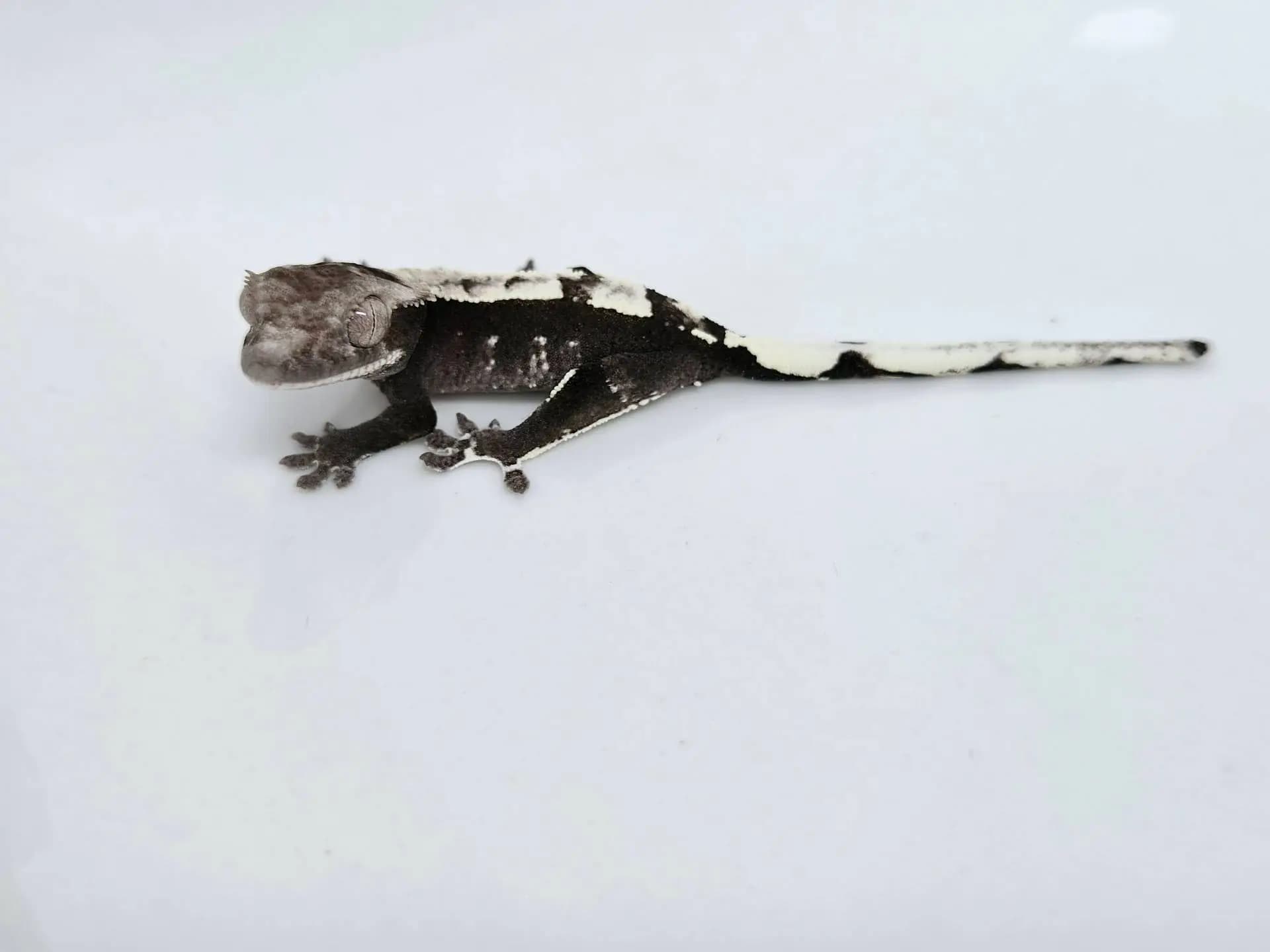 상품 이미지 2