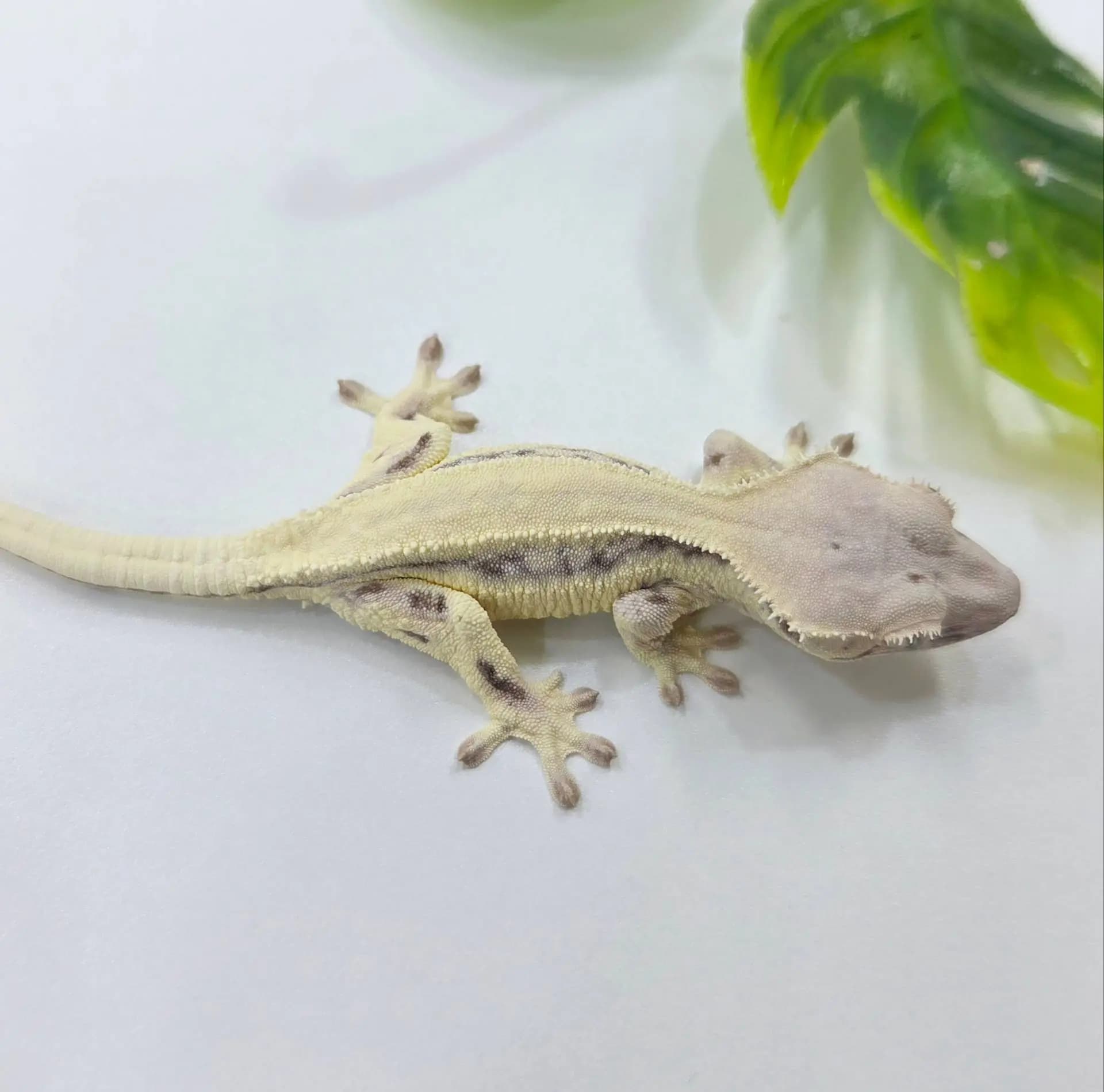 상품 이미지 5