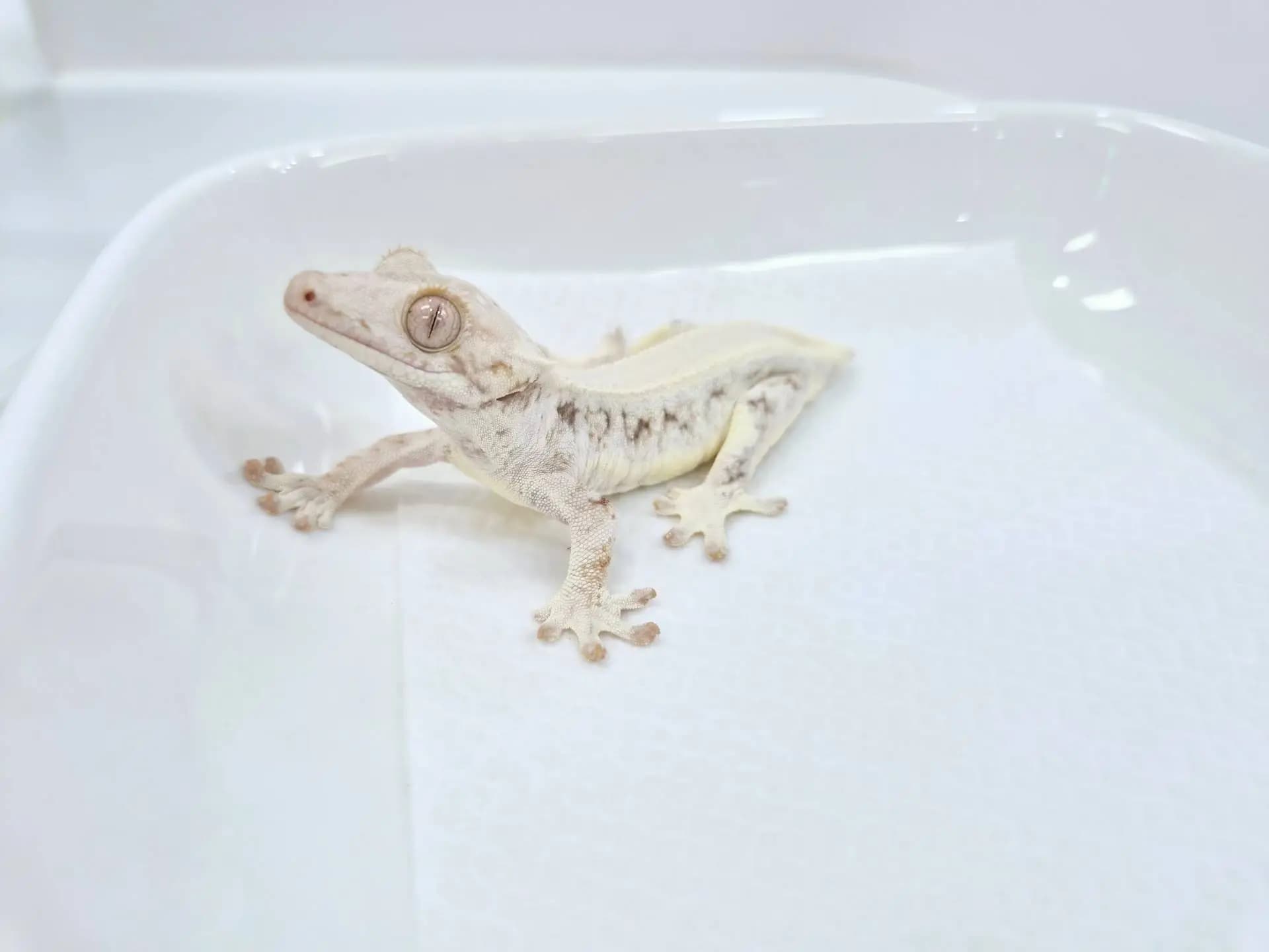 상품 이미지 2