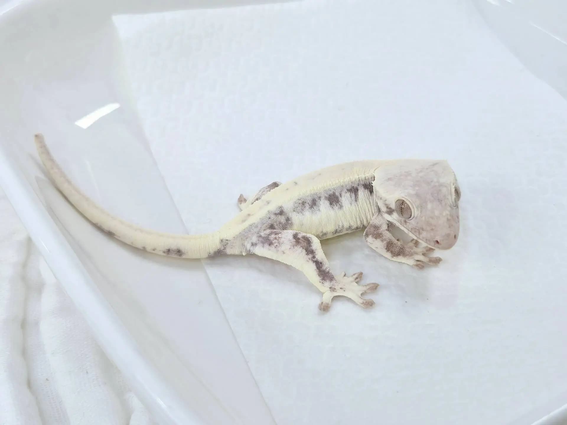 상품 이미지 1