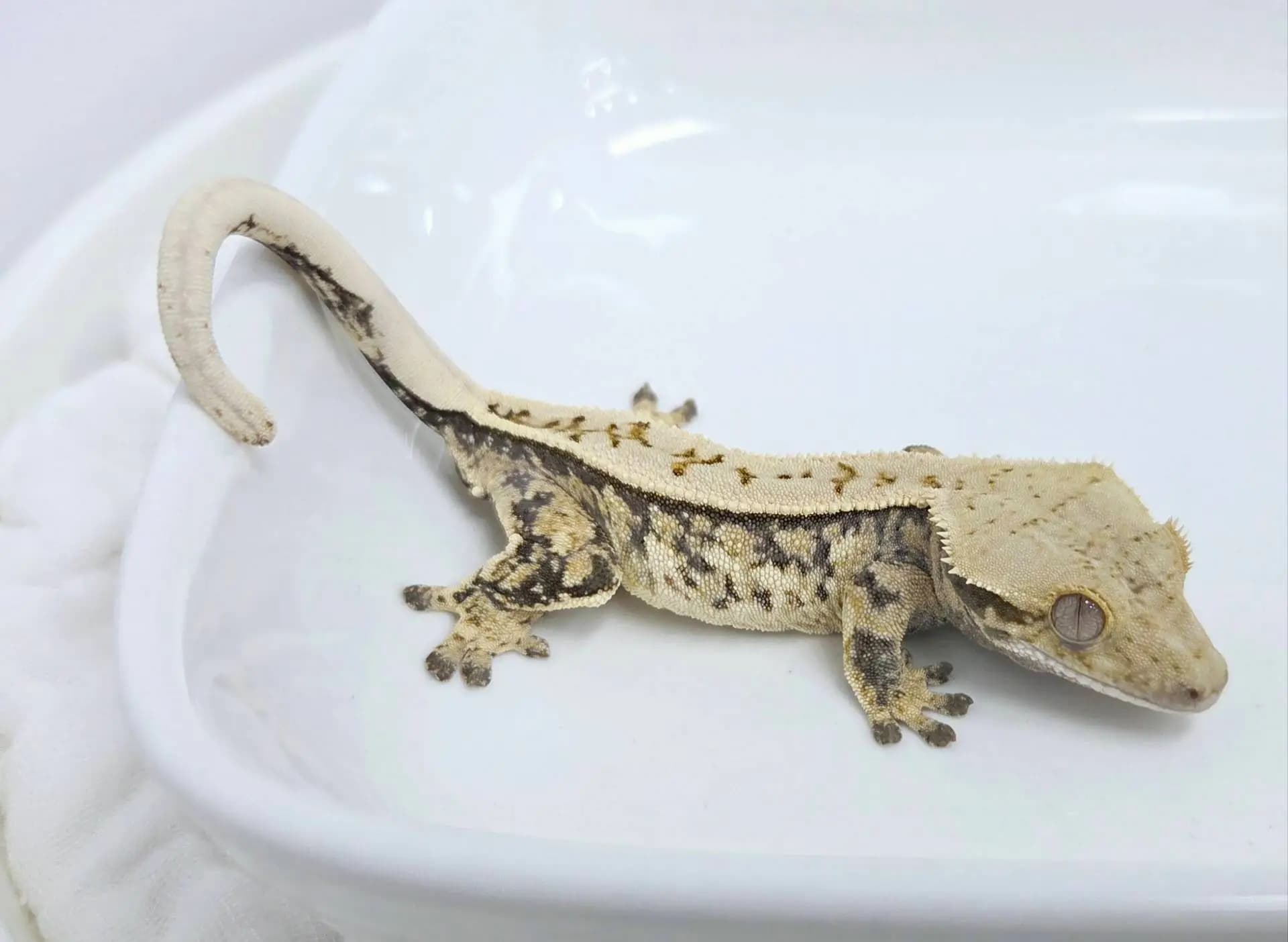 상품 이미지 2