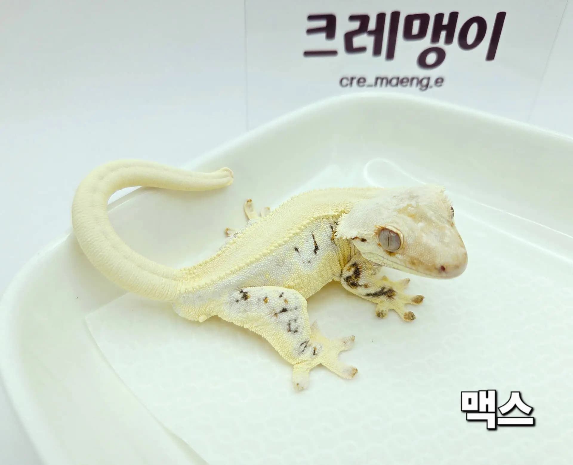 부 개체