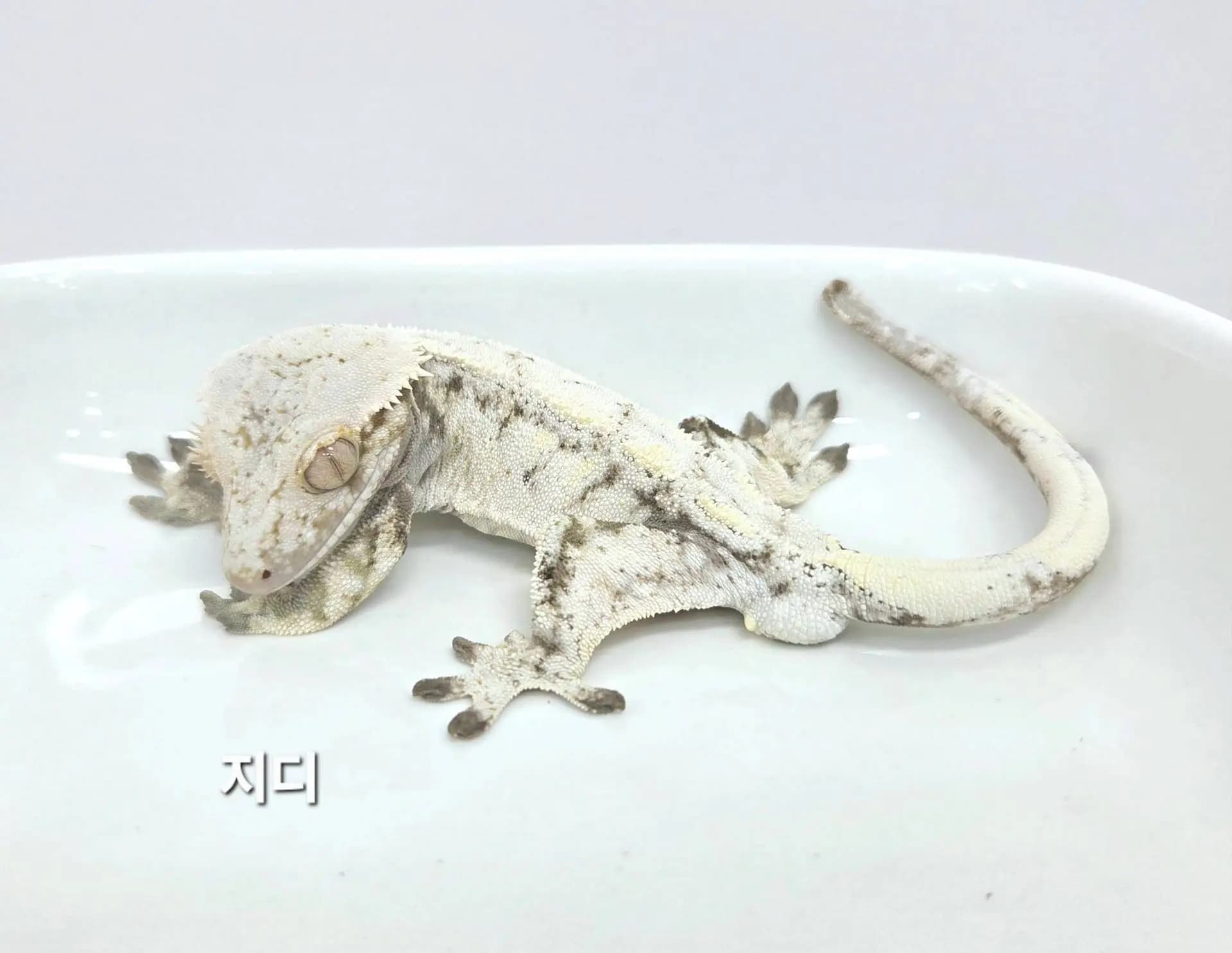 상품 이미지 2