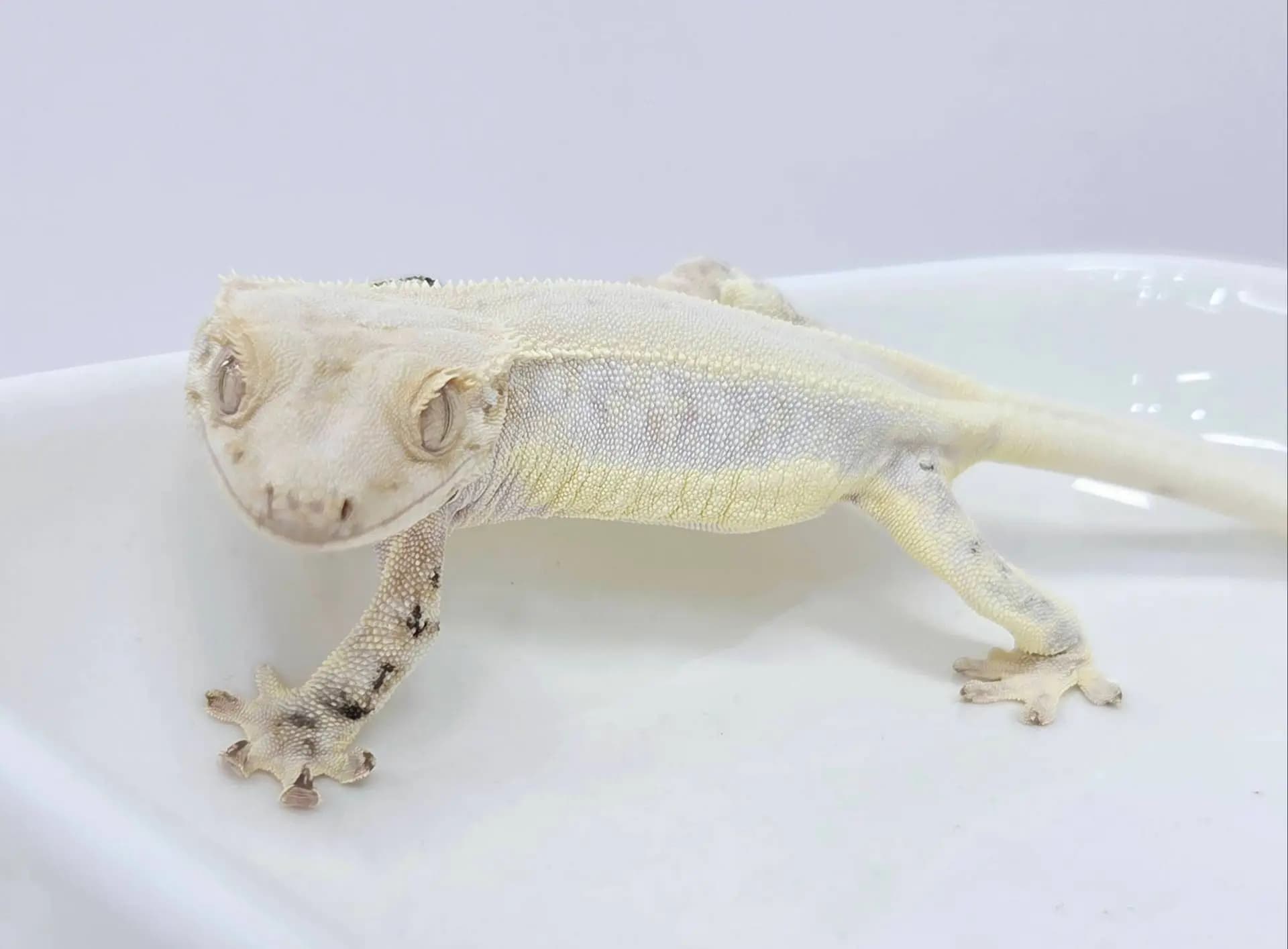 상품 이미지 2