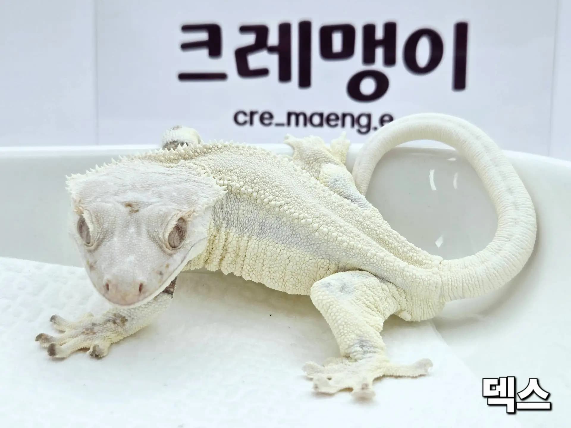 부 개체