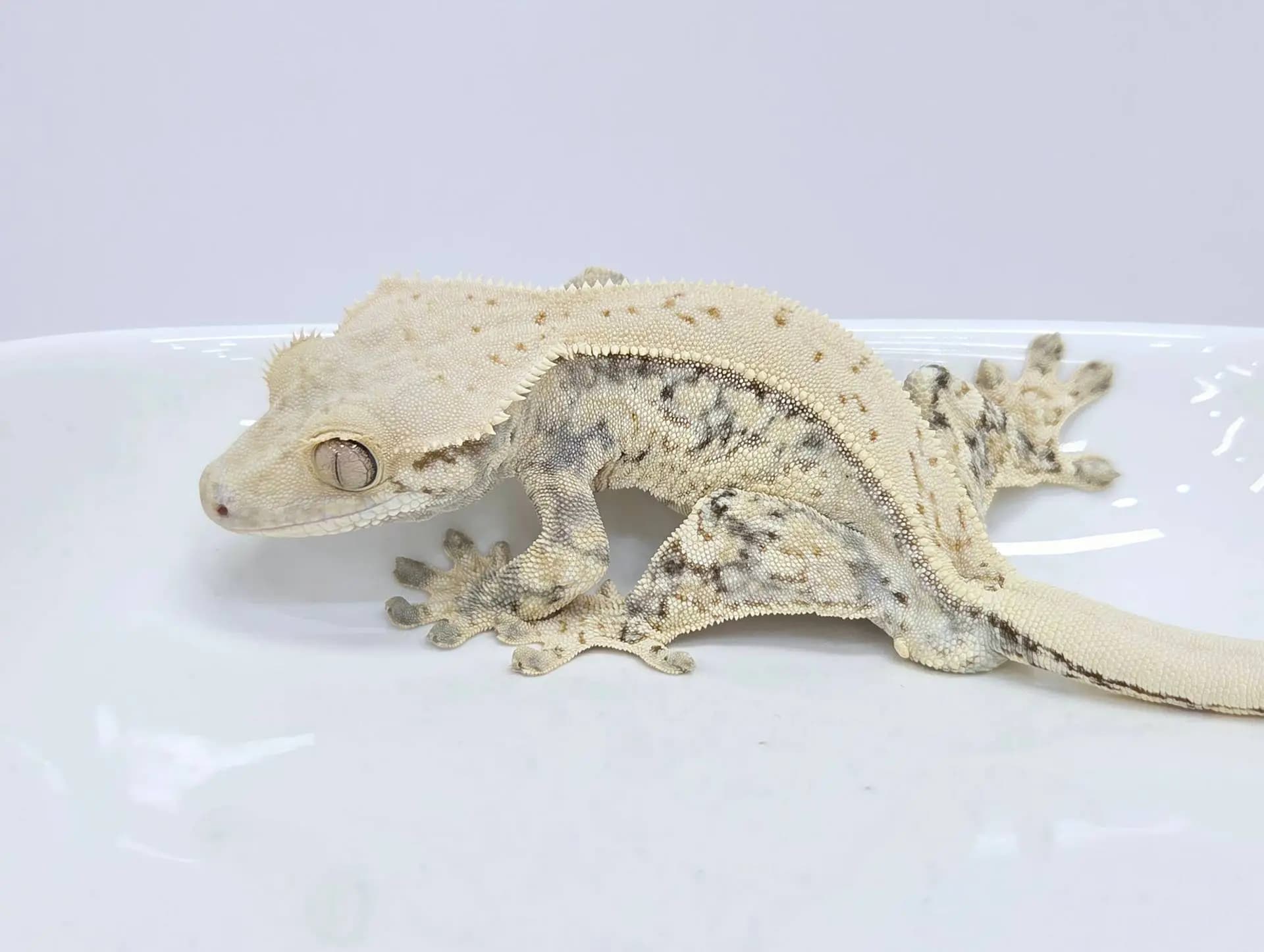 상품 이미지 1