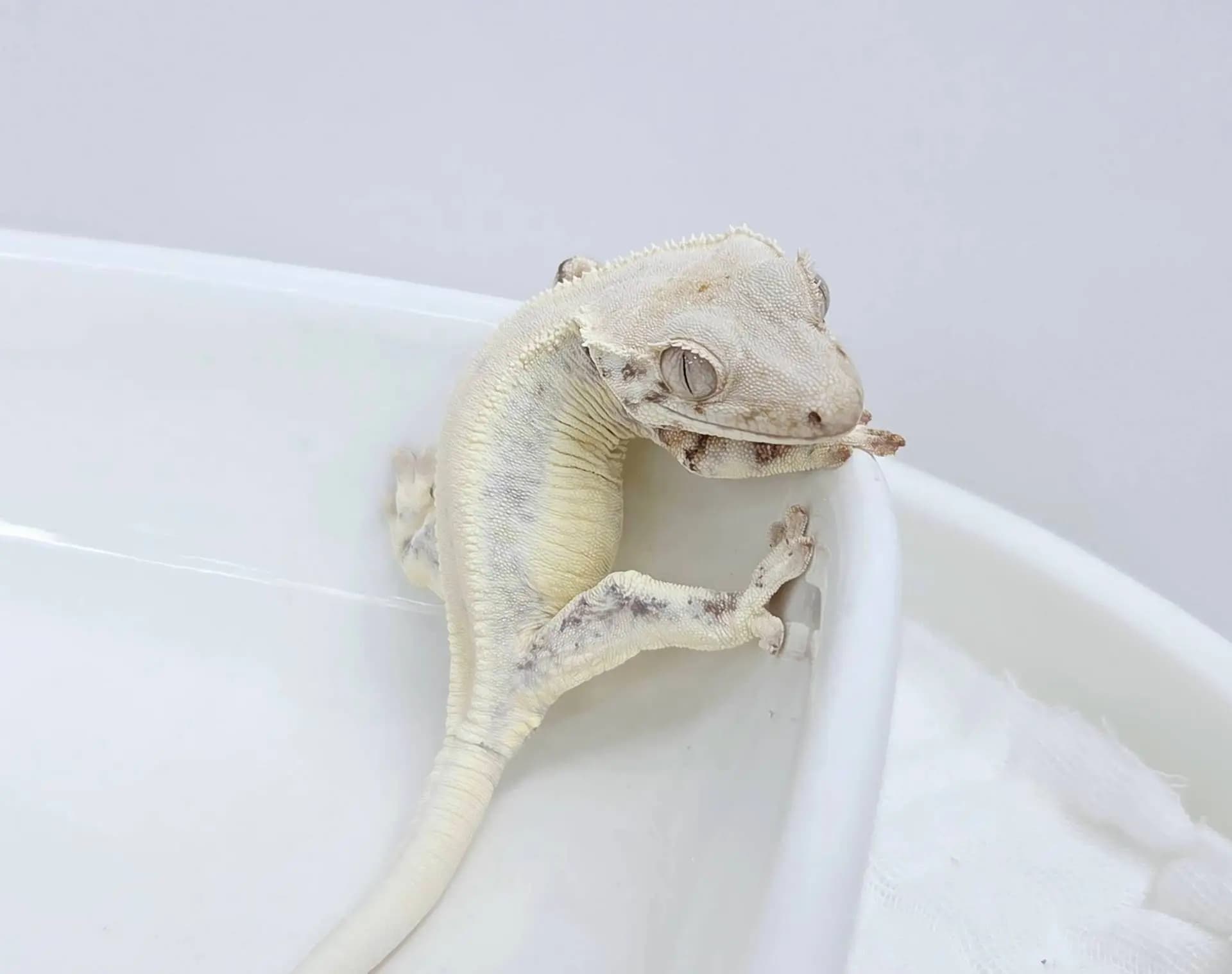 상품 이미지 1