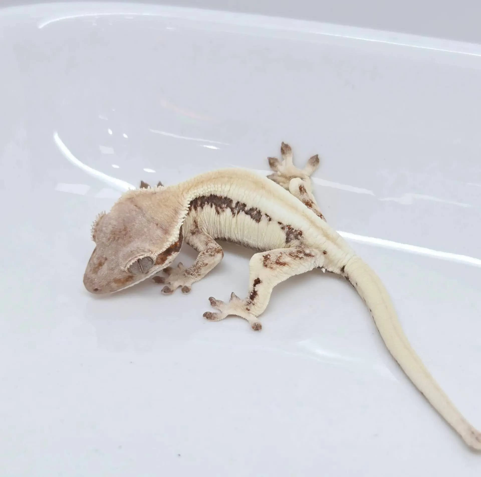 상품 이미지 2