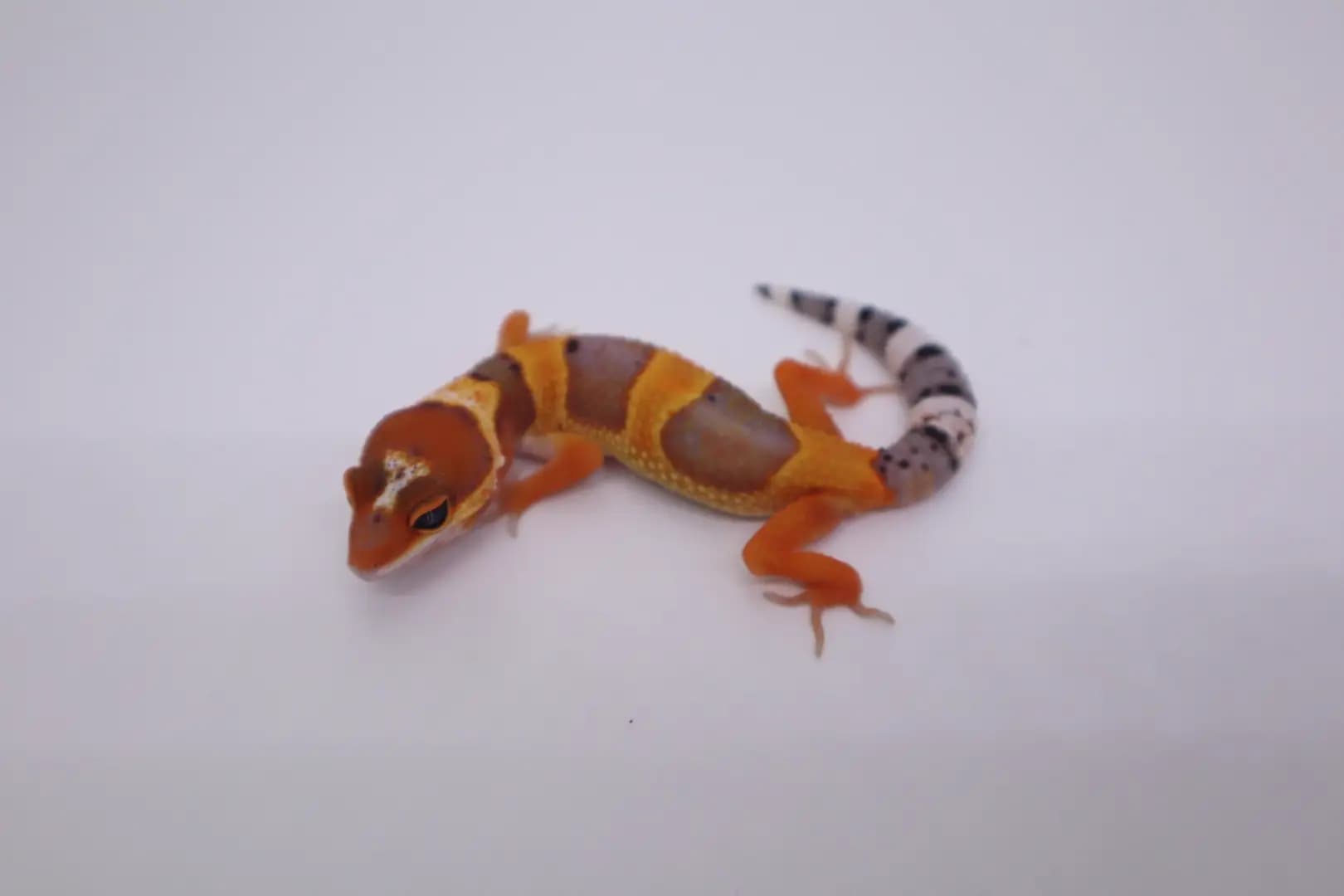 상품 이미지 2