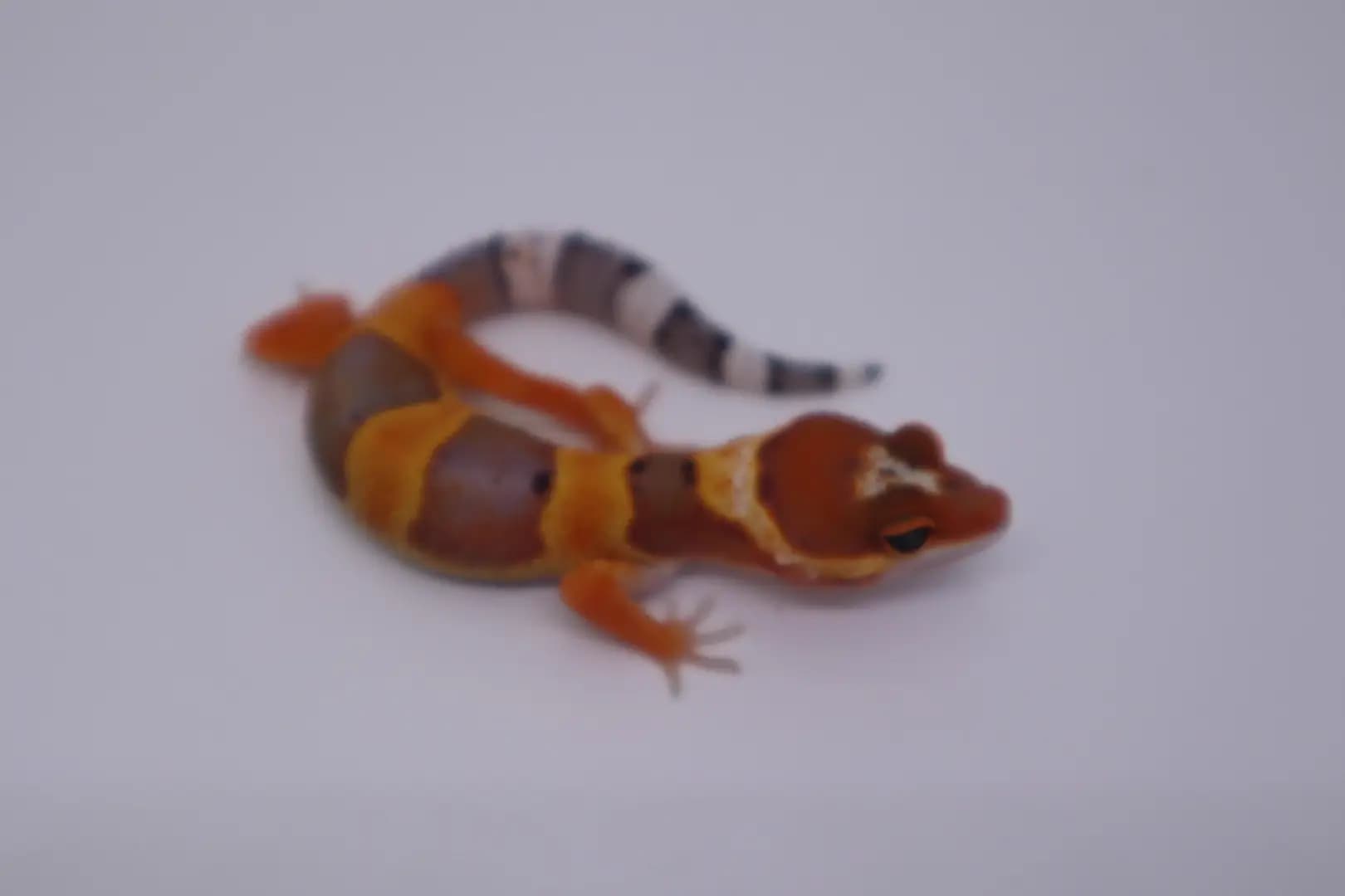 상품 이미지 1