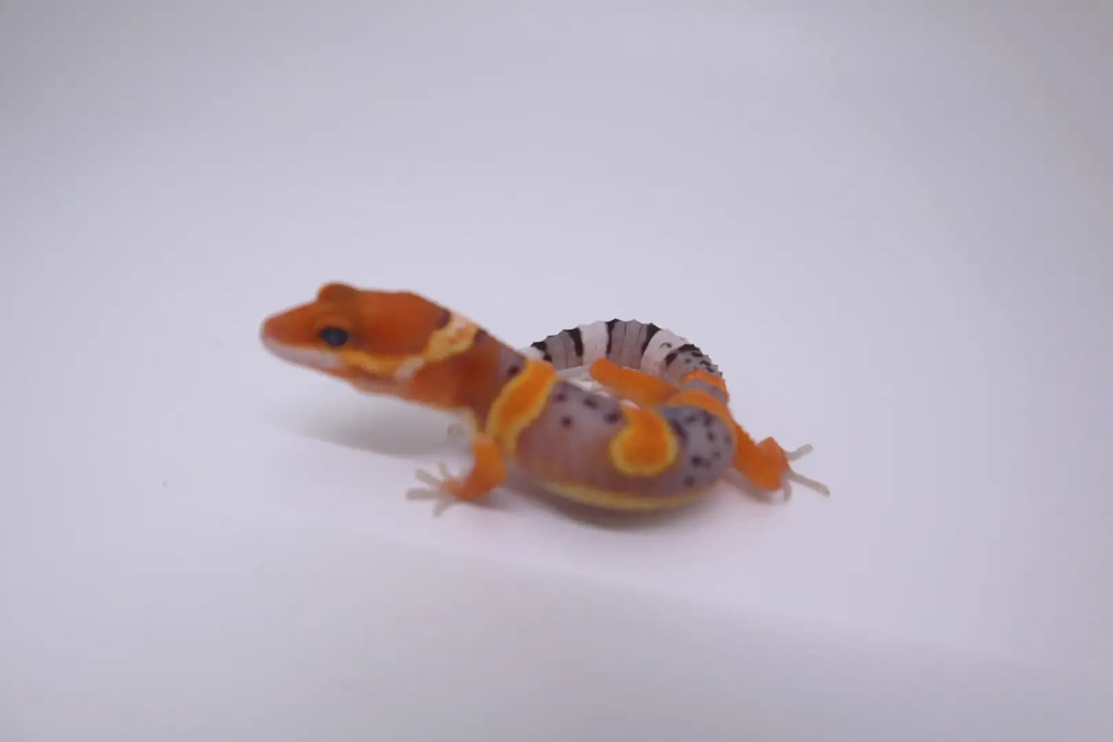 상품 이미지 2