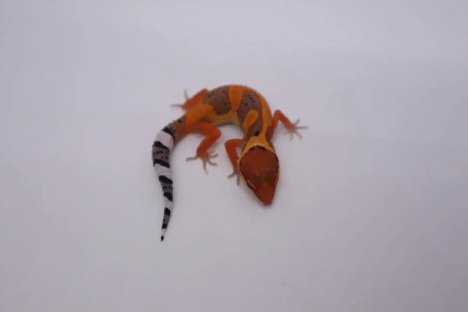 상품 이미지 3