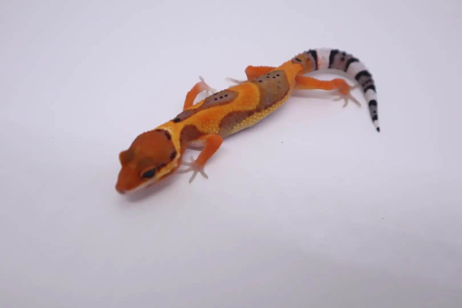 상품 이미지 1