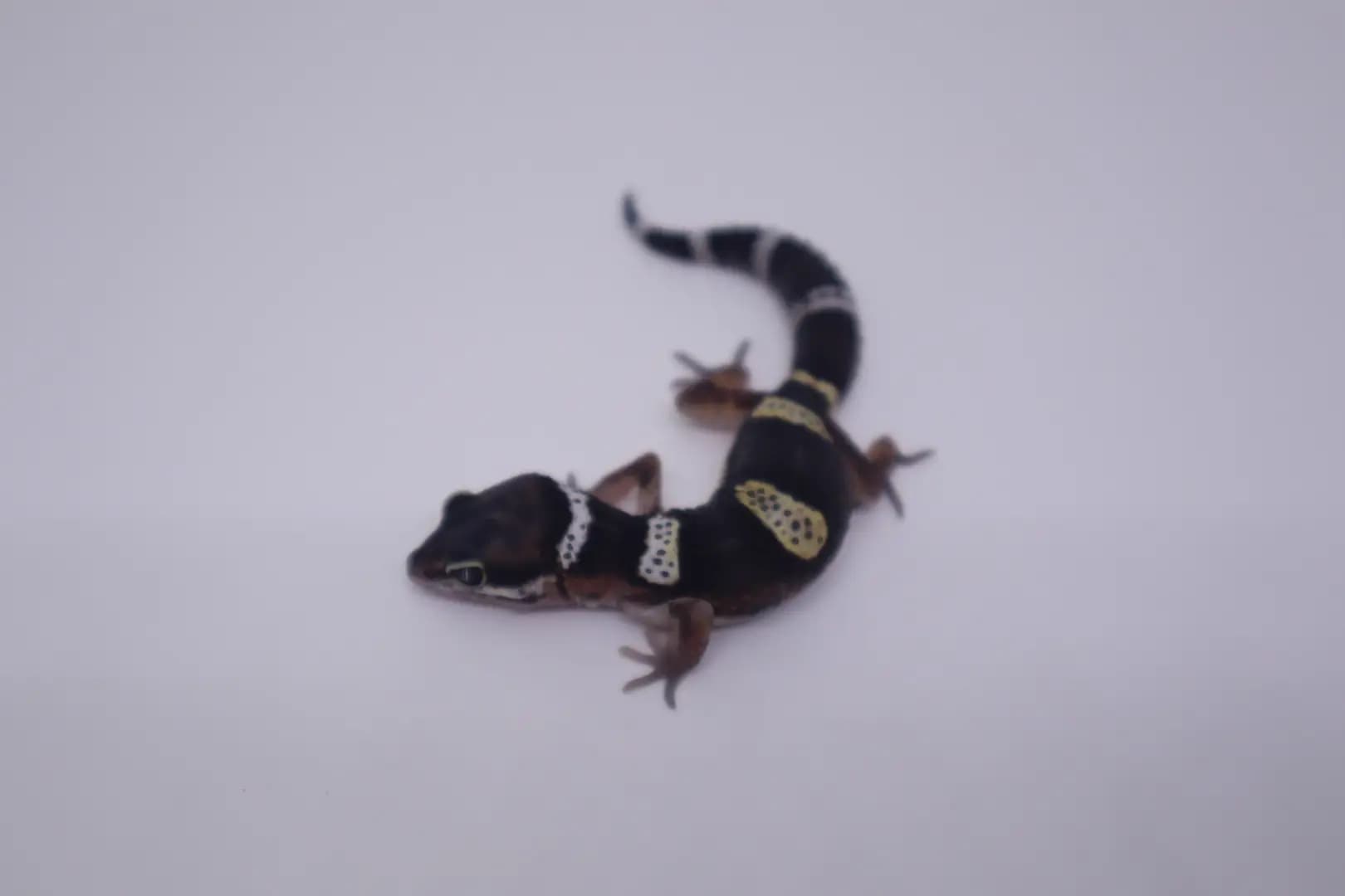 상품 이미지 1