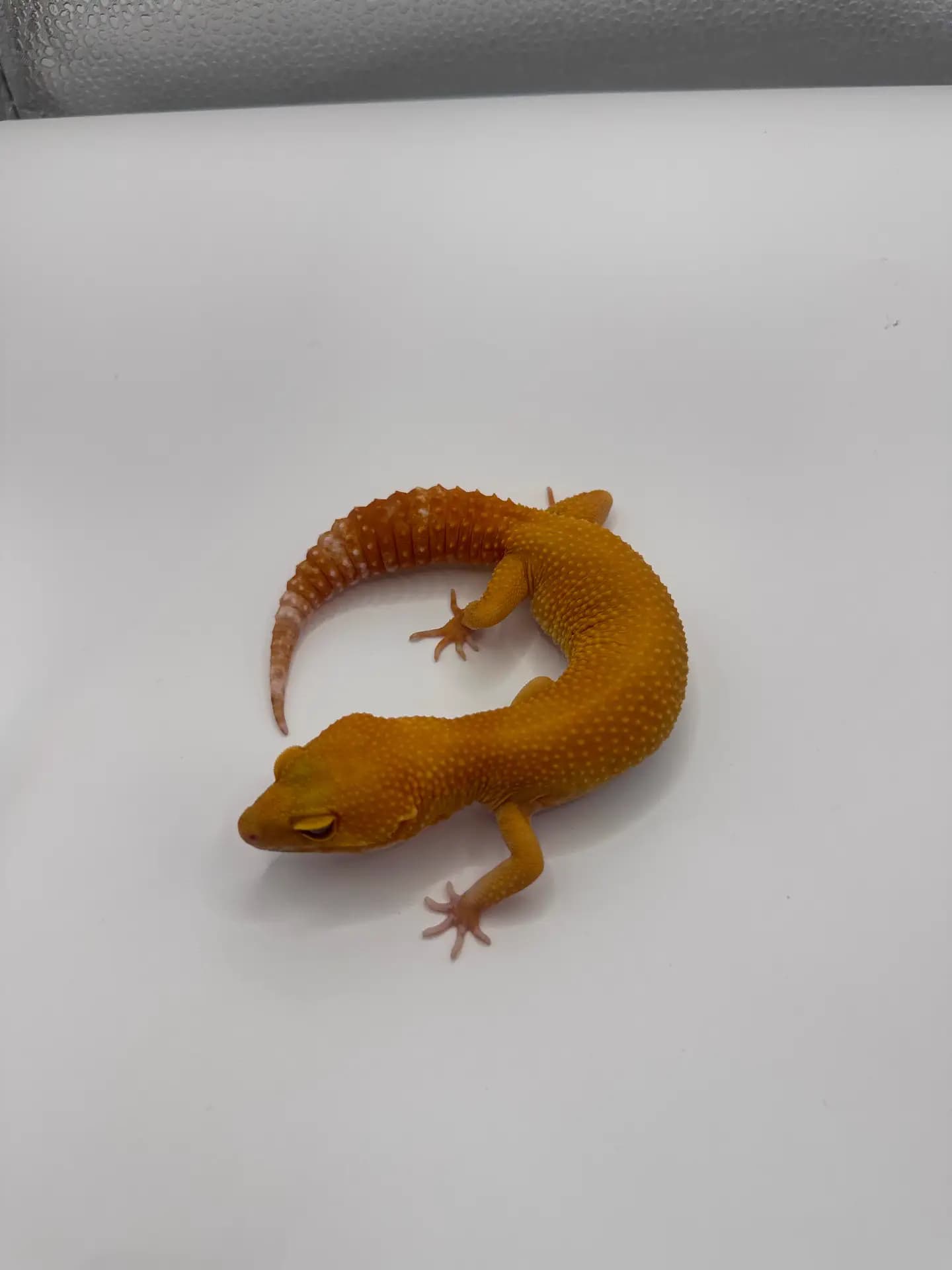 모 개체