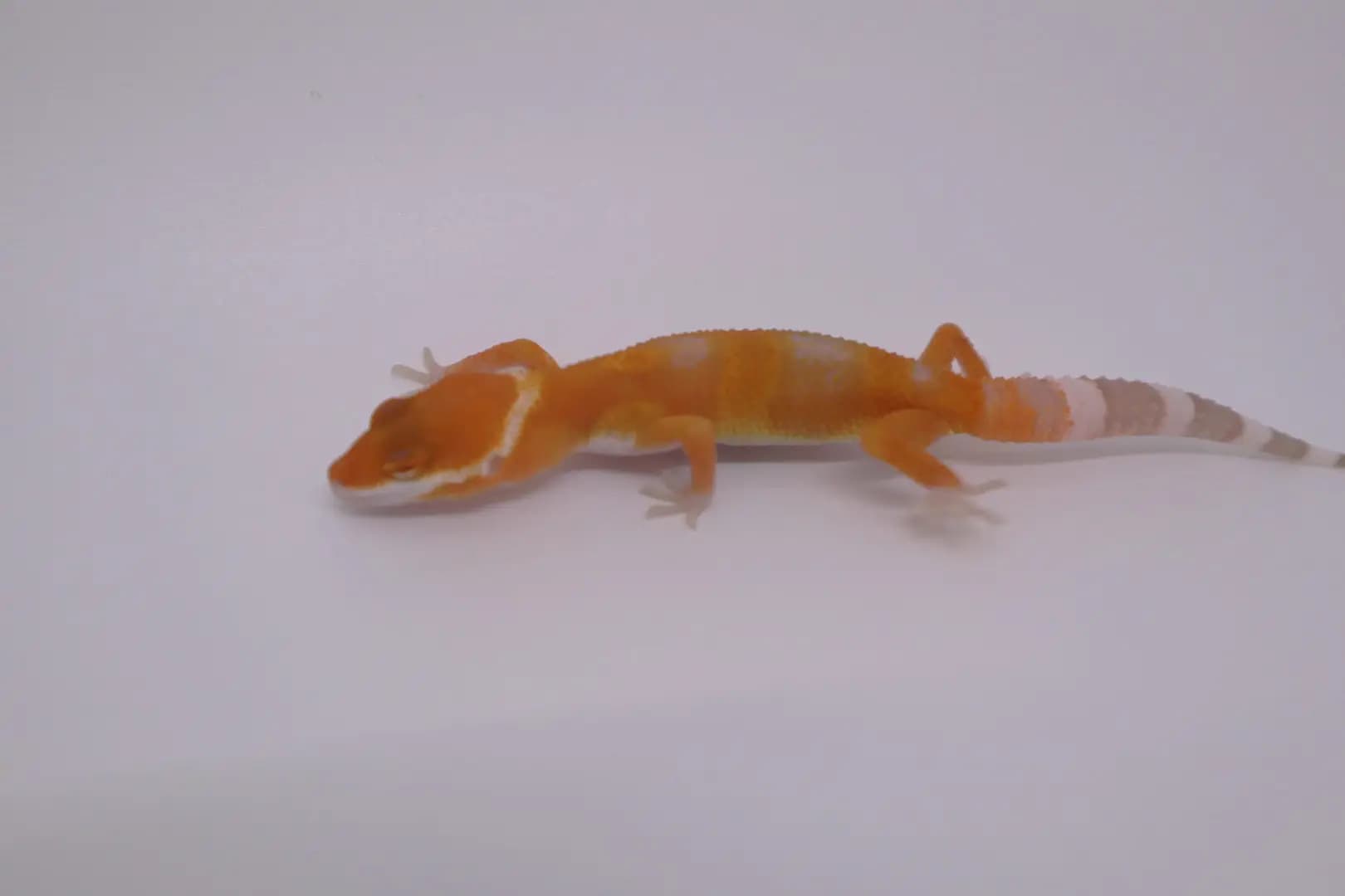상품 이미지 3