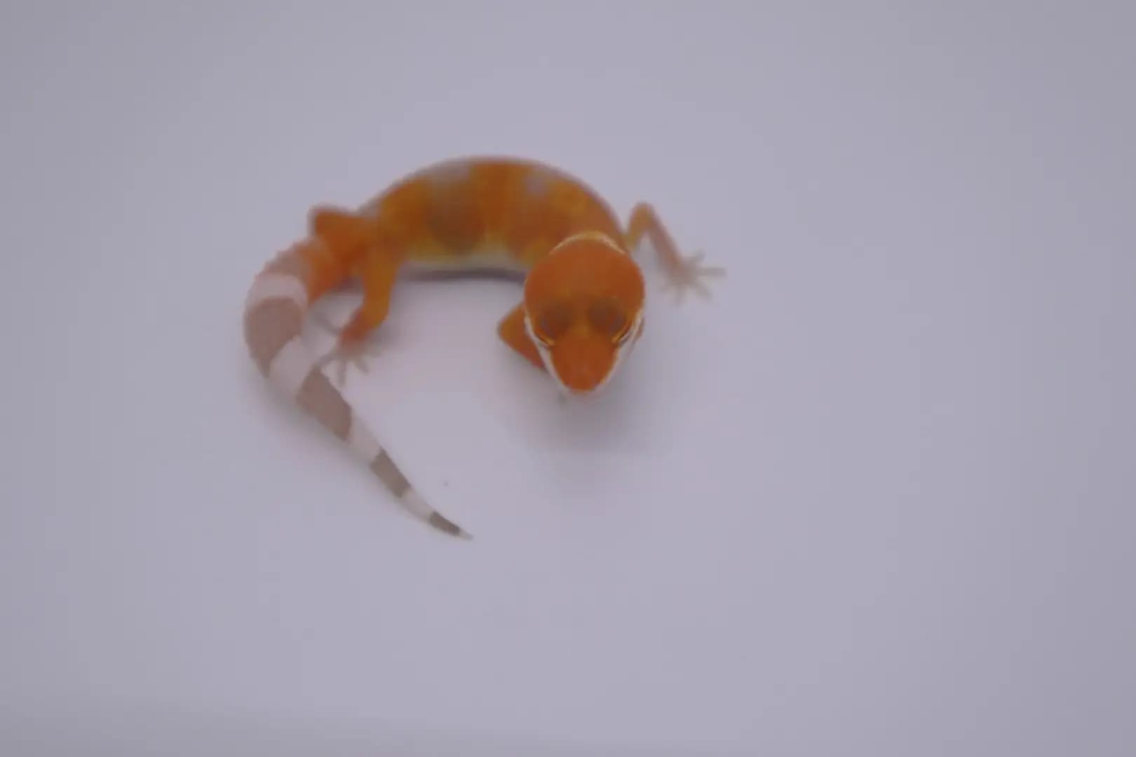 상품 이미지 2
