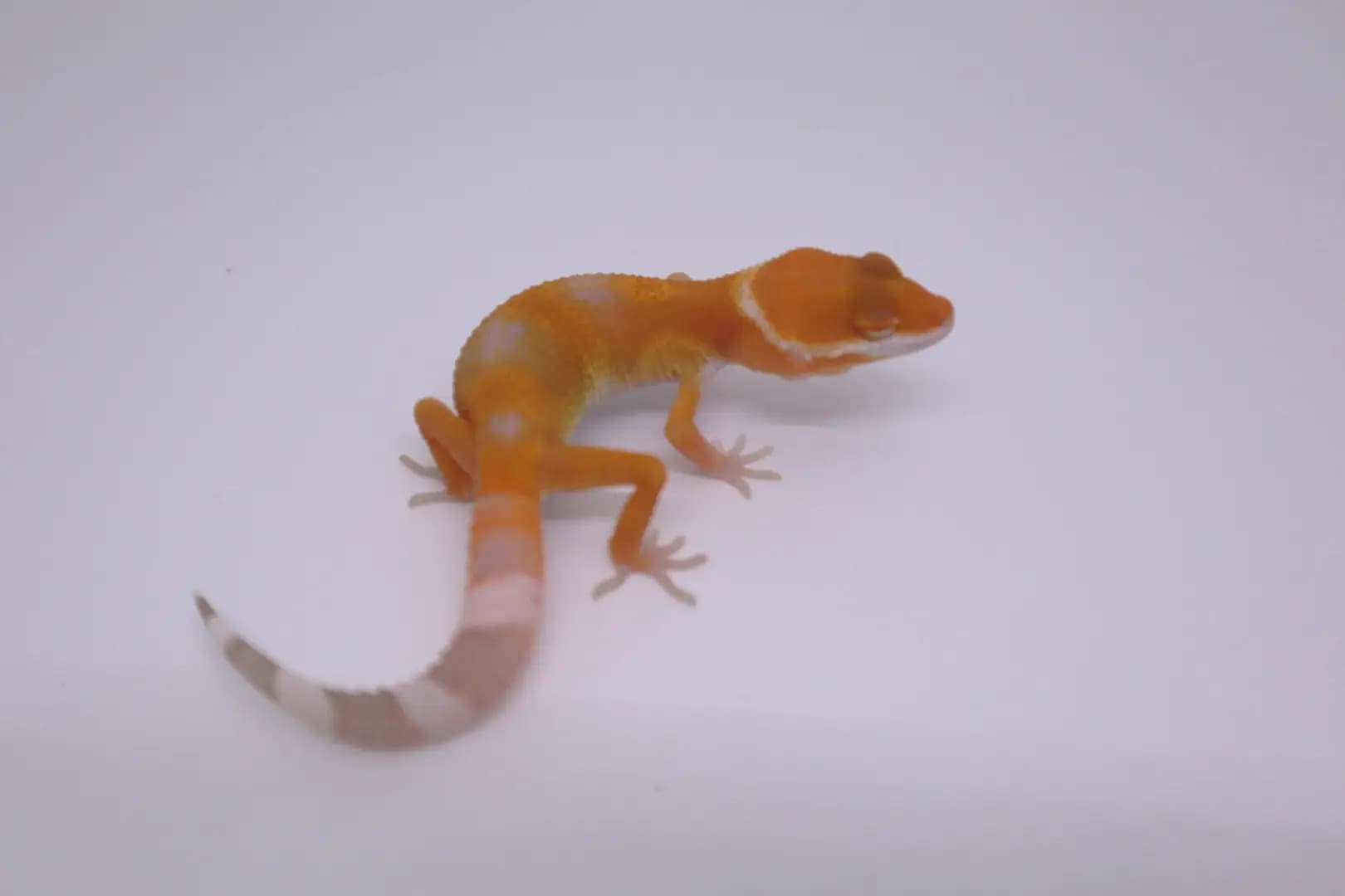 상품 이미지 4
