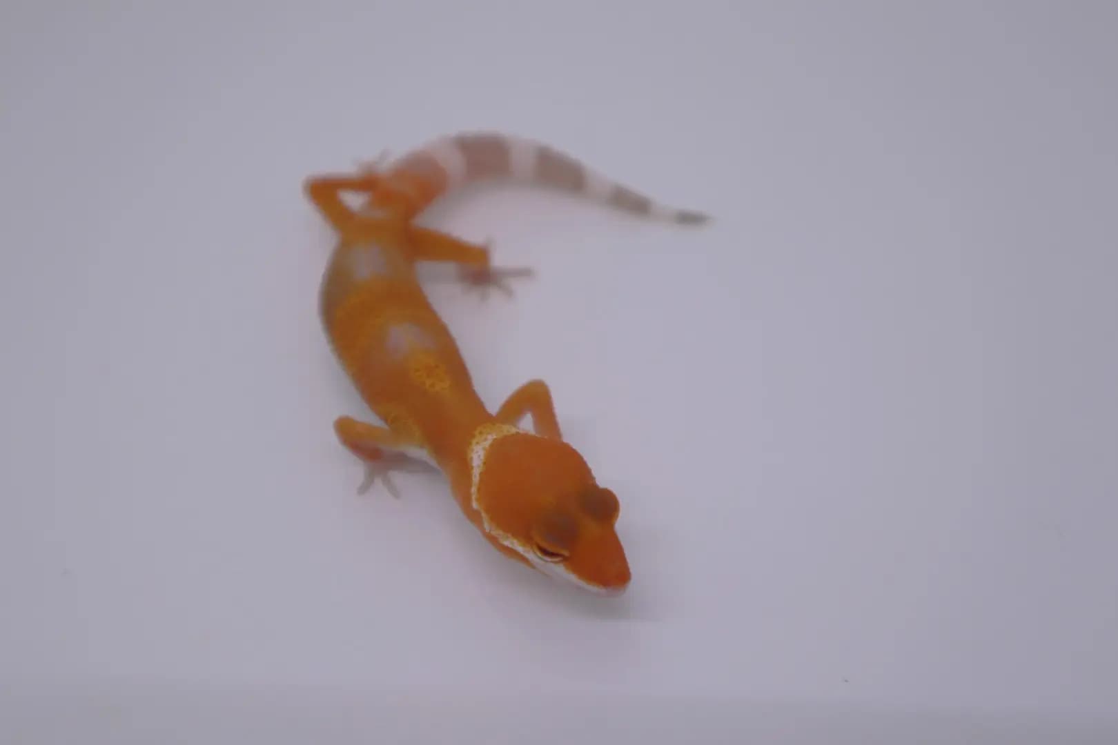 상품 이미지 1