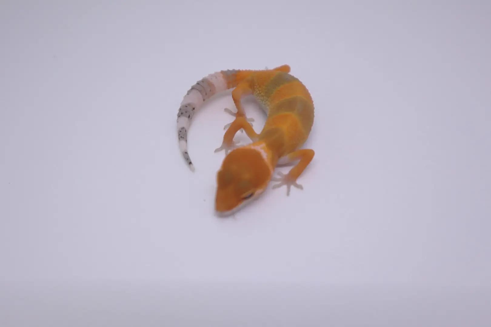 상품 이미지 3