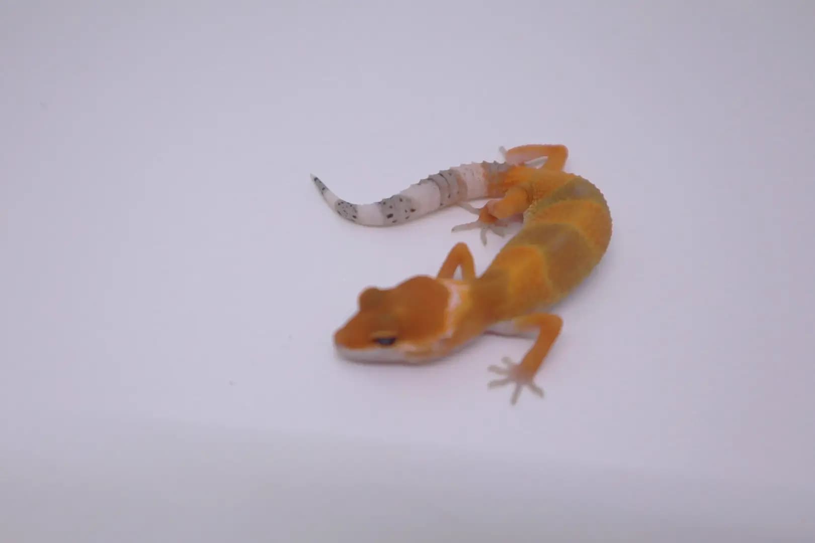 상품 이미지 1