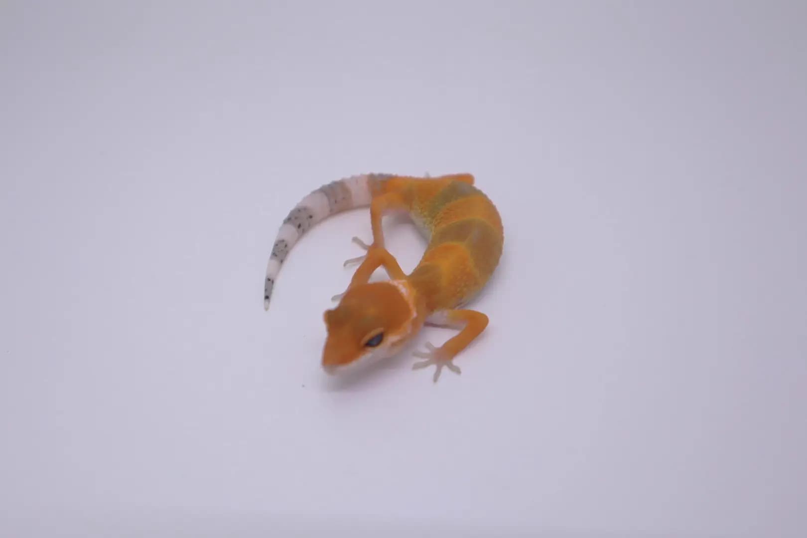 상품 이미지 2