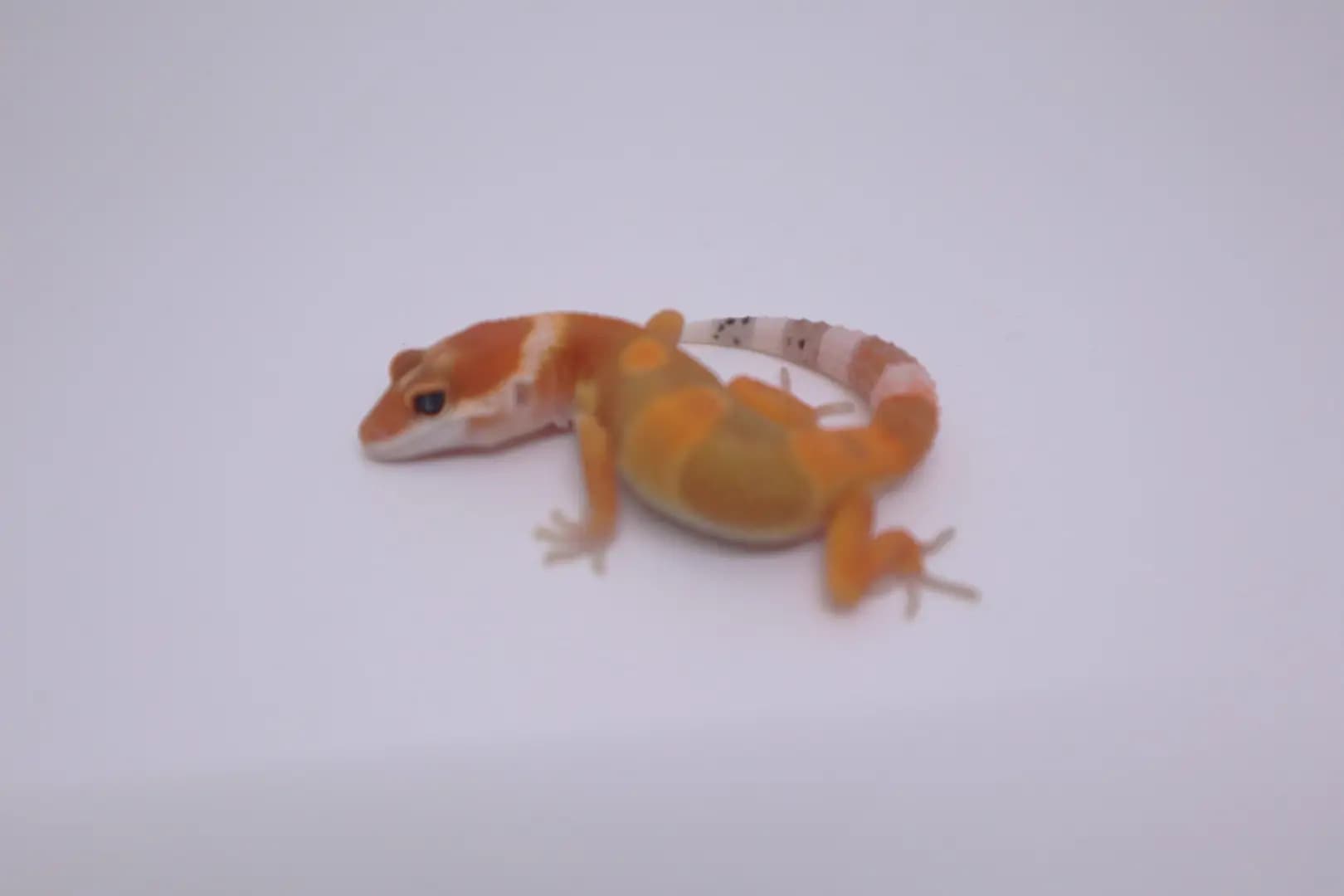 상품 이미지 1