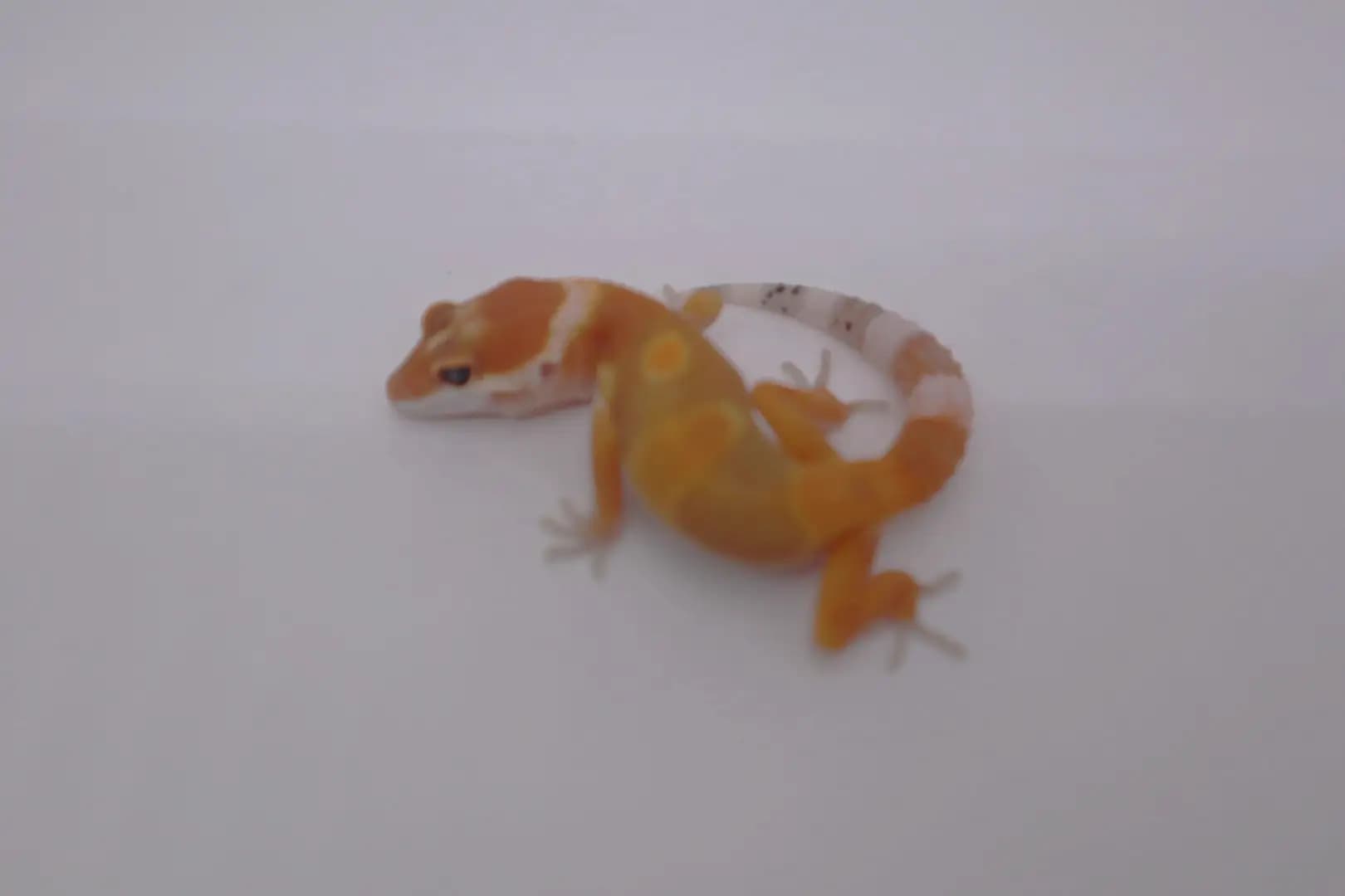 상품 이미지 2