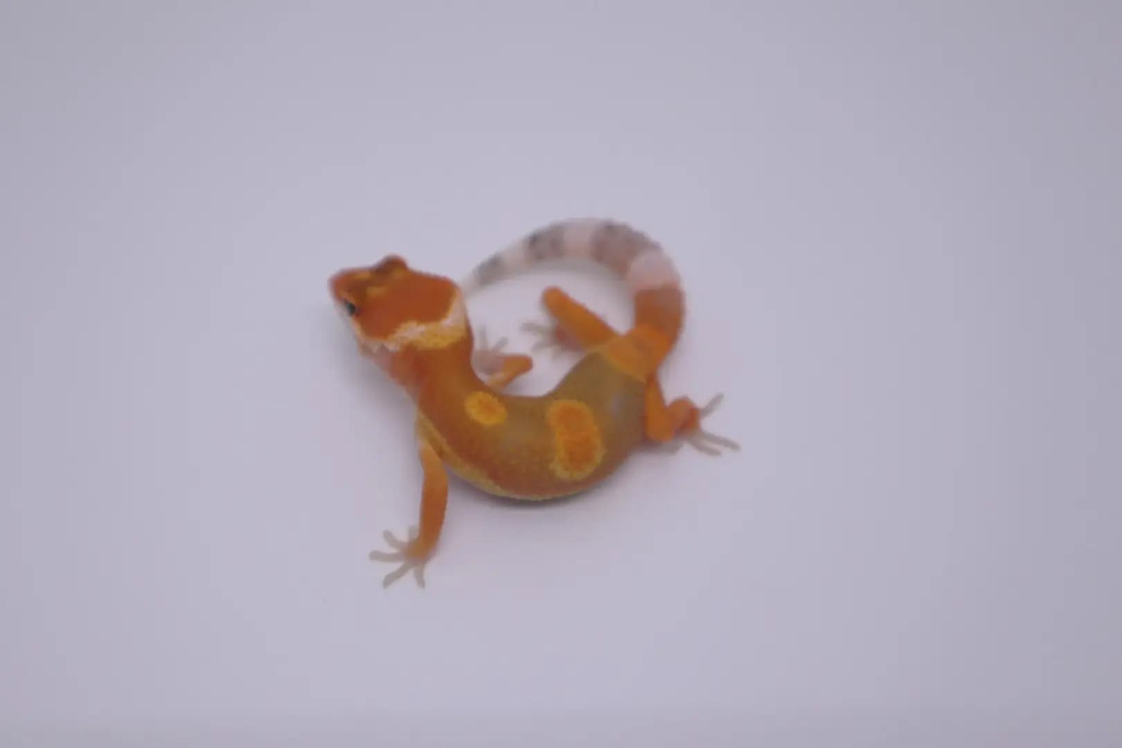 상품 이미지 2