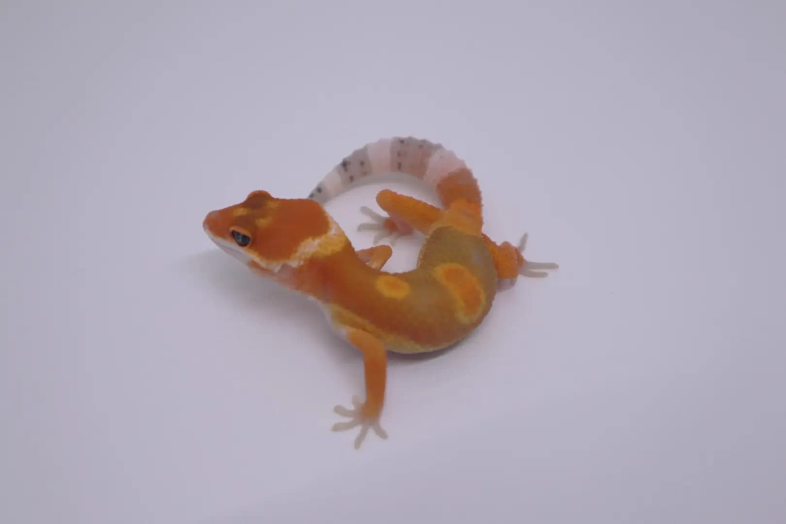상품 이미지 3