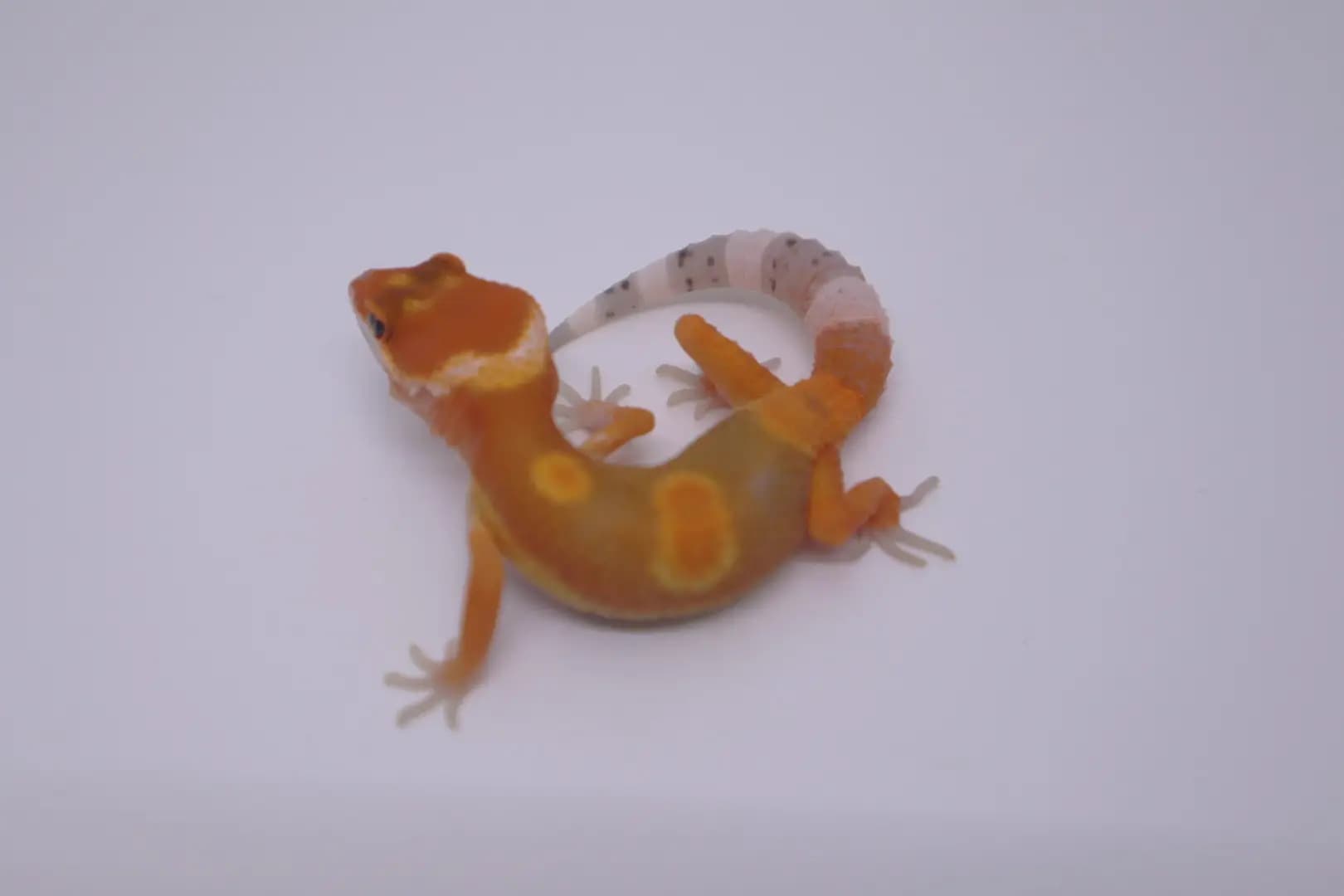 상품 이미지 1