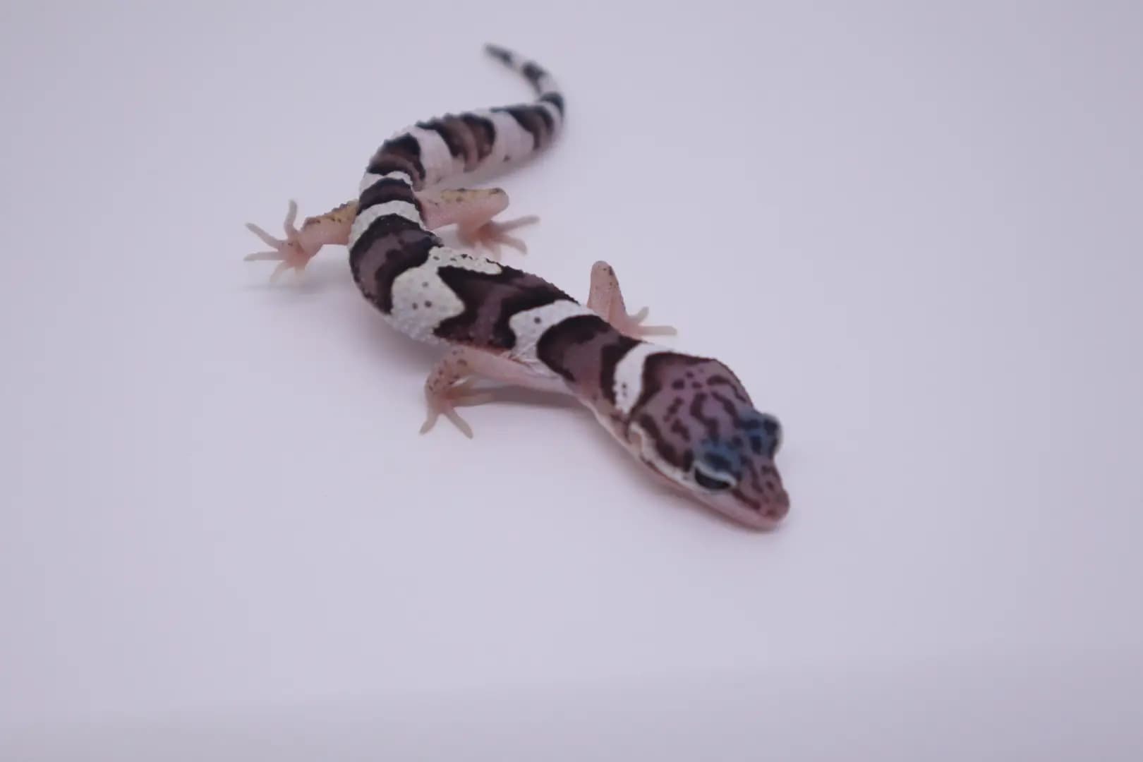 상품 이미지 2