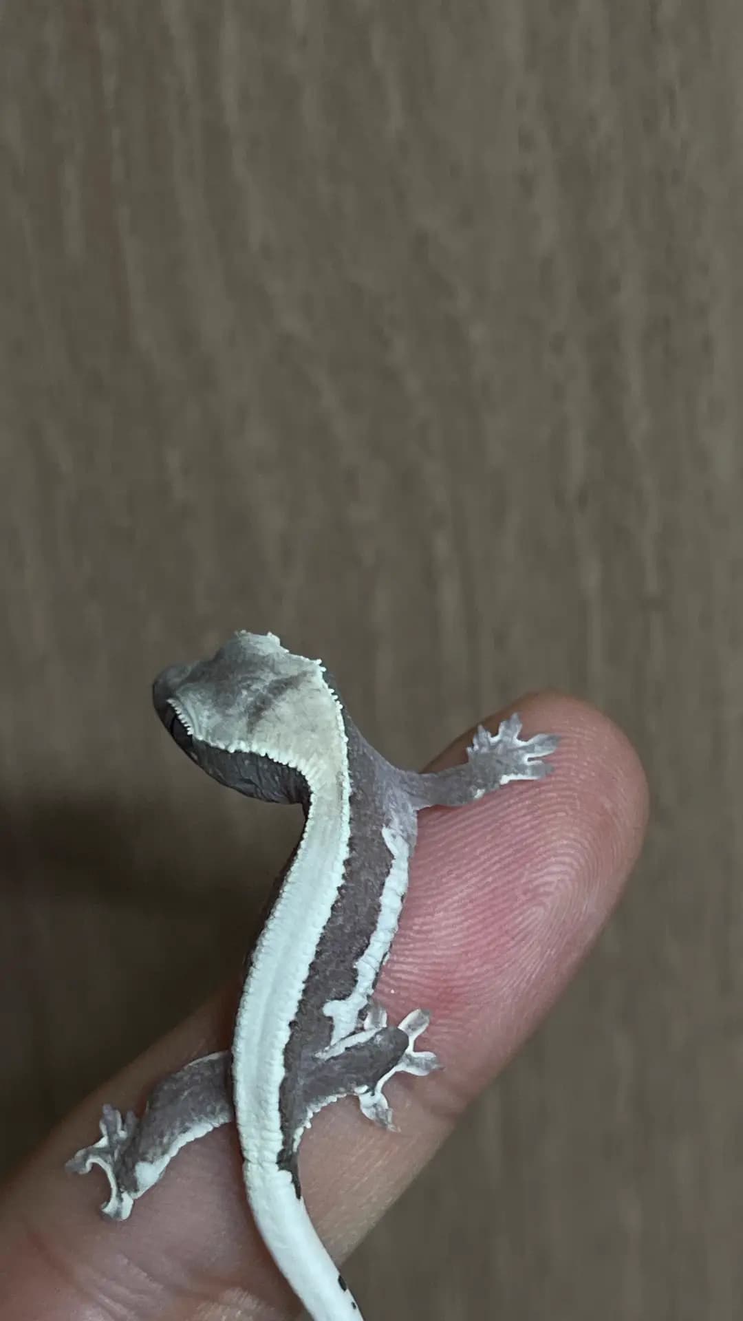 상품 이미지 3